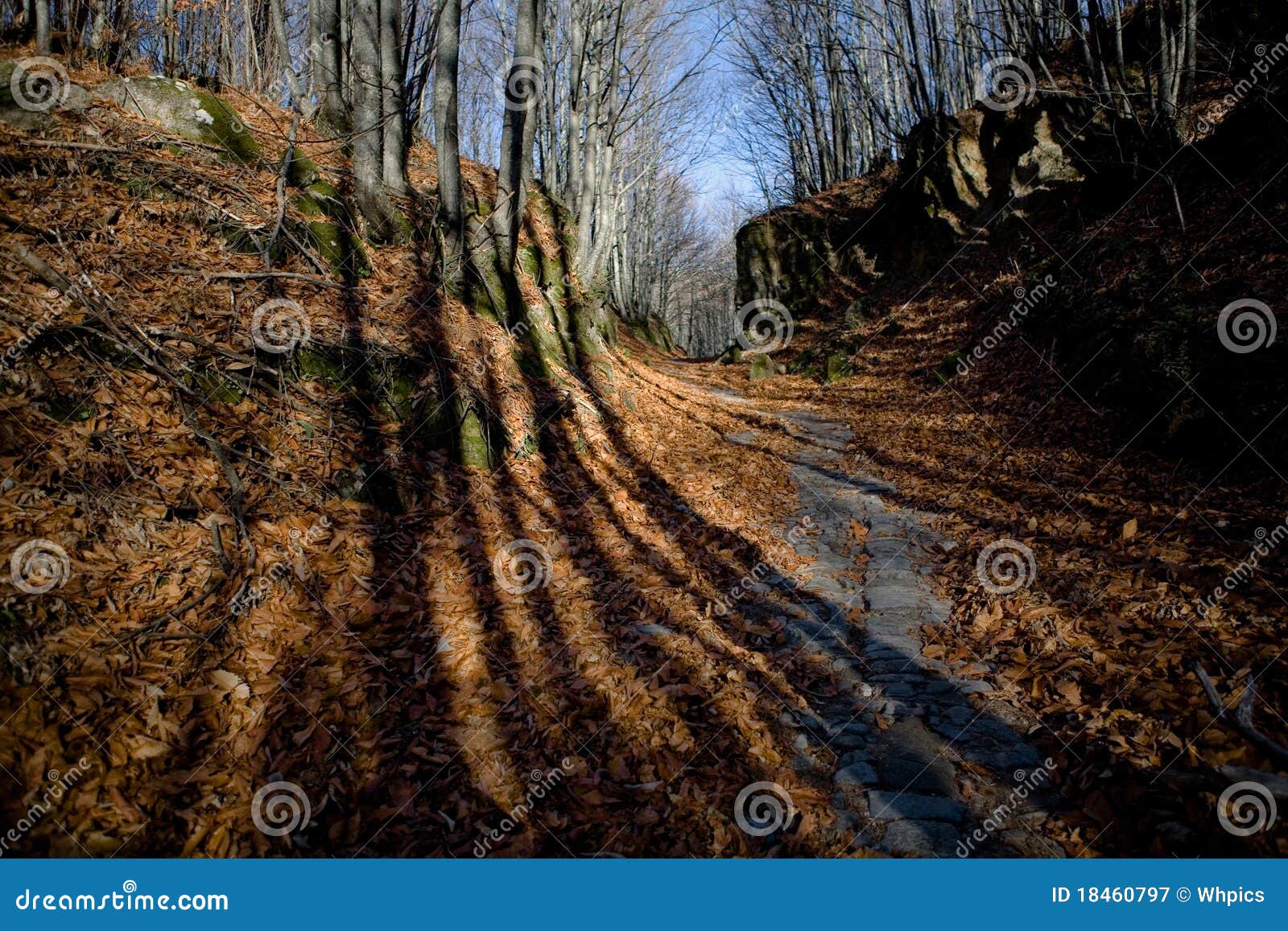 forest long shadows