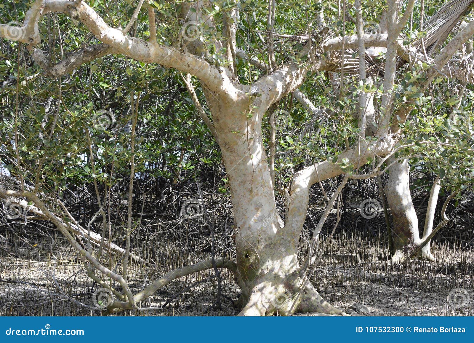 forest of mangrove tree naturally grow on white sand beach