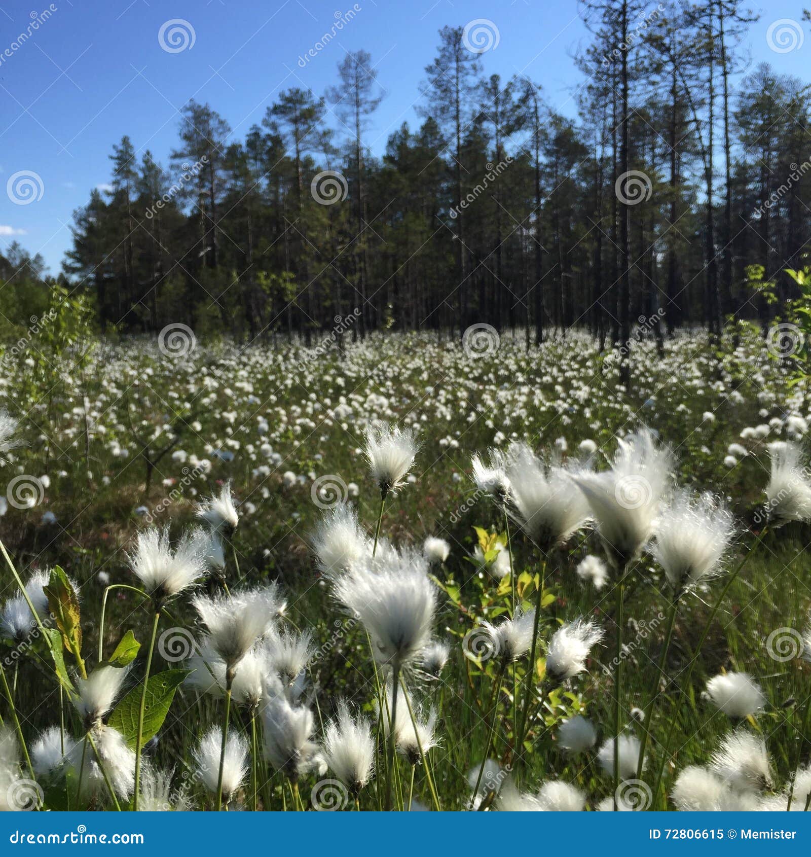 Forest Meadow with Cottongrass Stock Image Image of cottongrass
