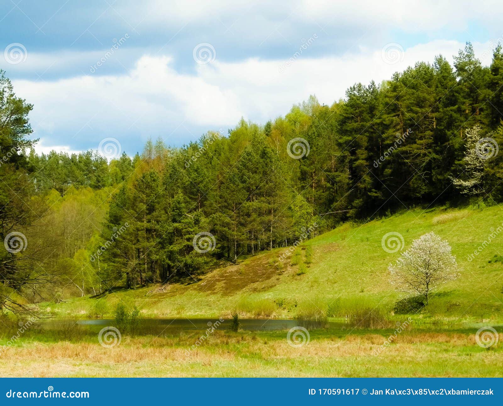 Forest and Meadows - Beauty of Kashubia, Poland Stock Image - Image of ...