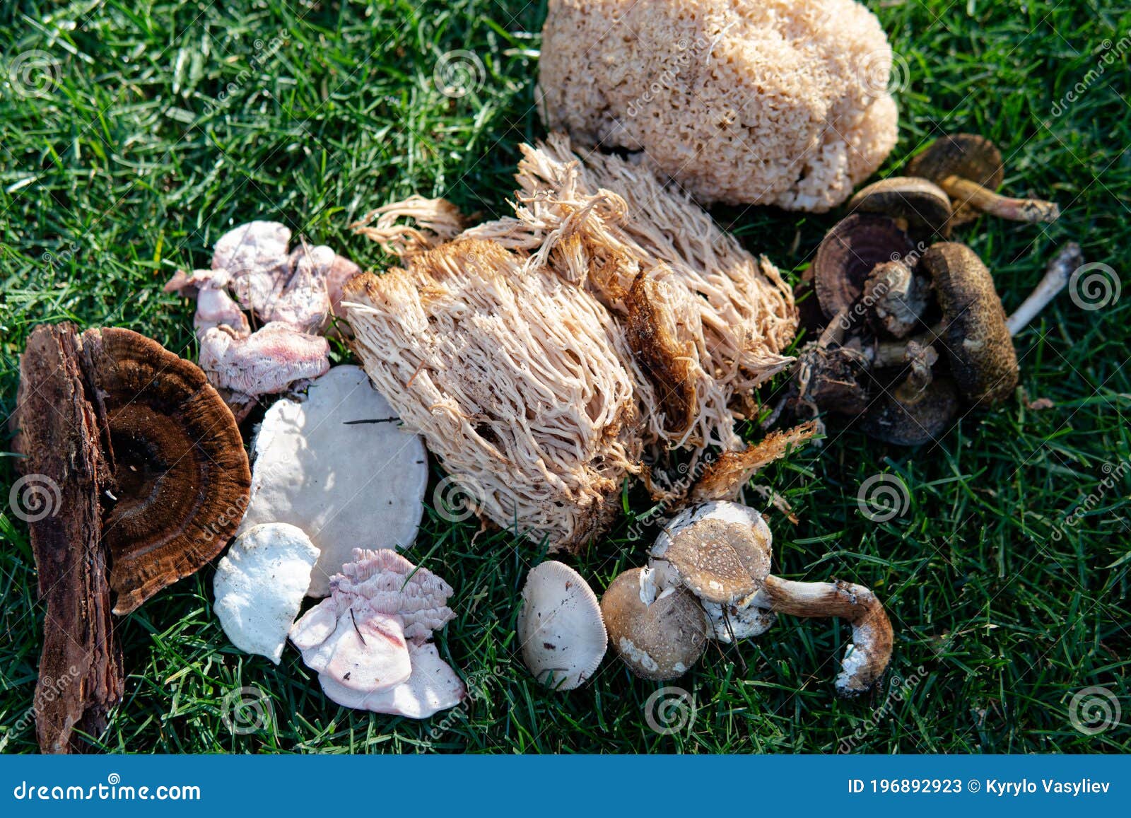 forest medicinal mushrooms close-up