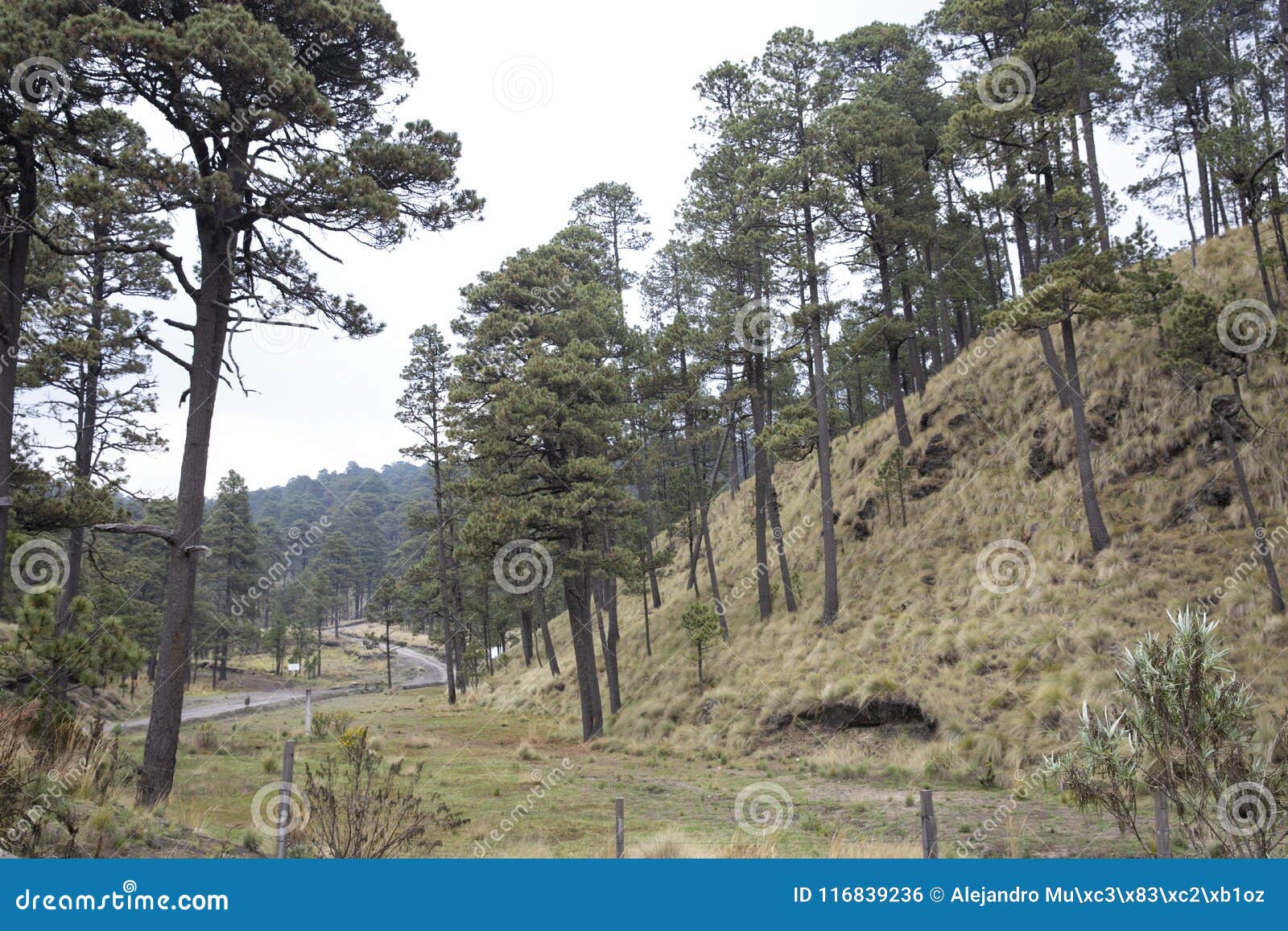 Forest of Mexico with Unique Trails and Trees Stock Photo Image of