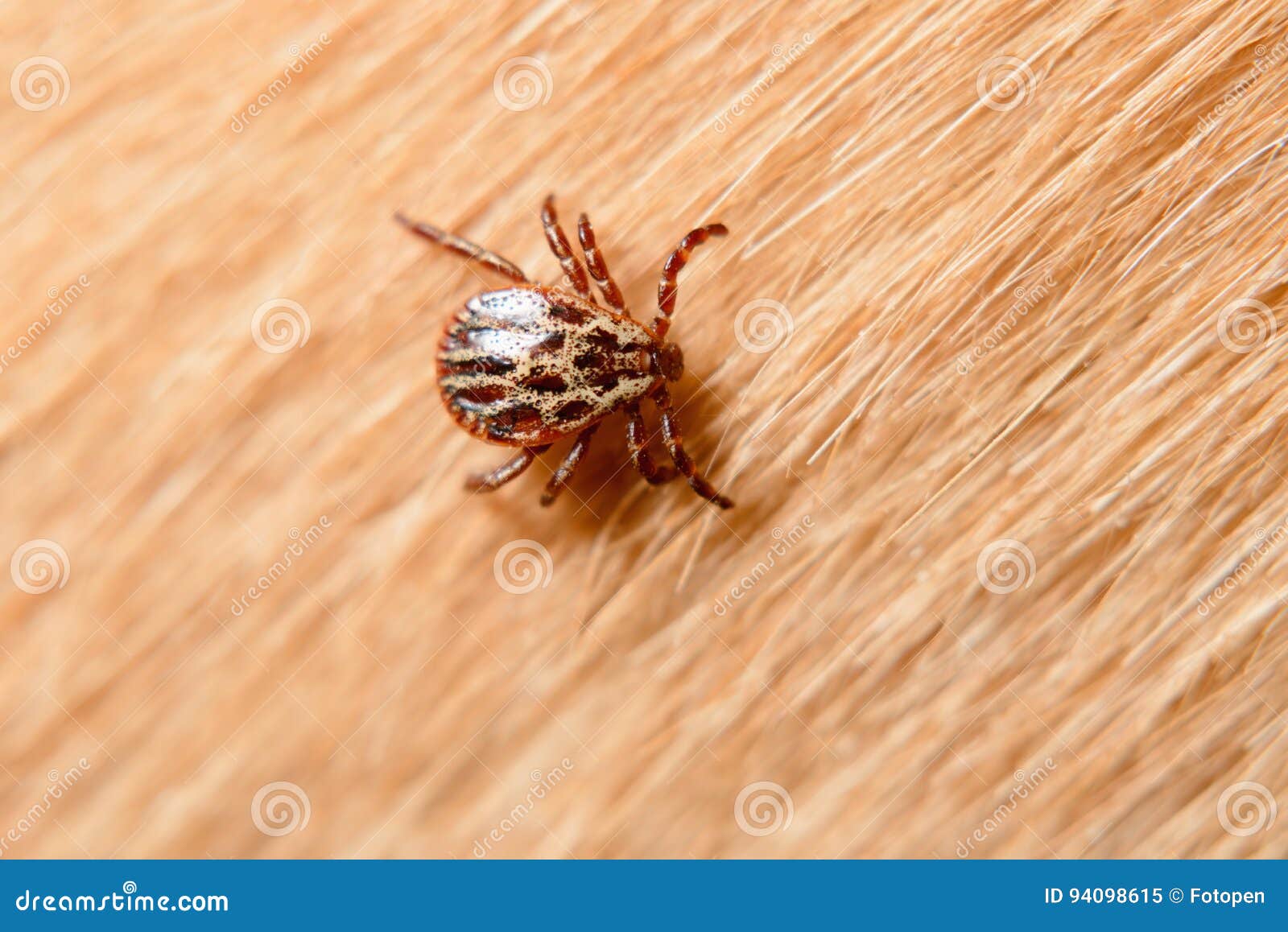 Forest mite on dog hair stock image. Image of hand, european 94098615