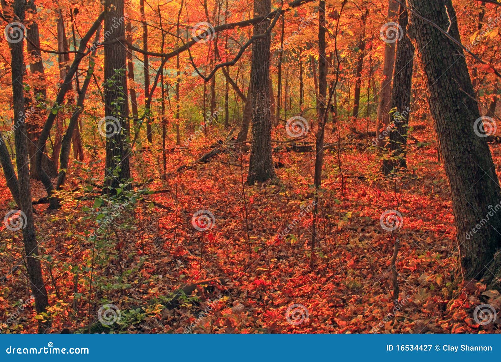 forest in the monches segment of the ice age trail