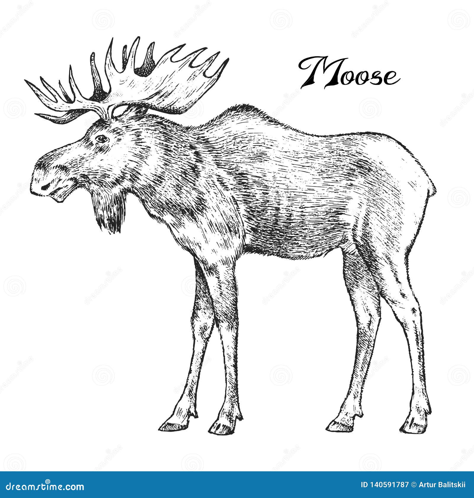 forest moose, wild animal.  of the north. vintage monochrome style. mammal in europe. engraved hand drawn sketch