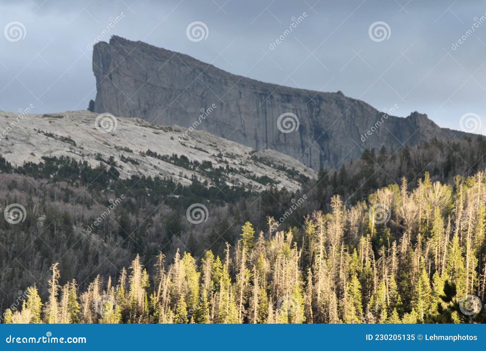 forest mountain highlight - bridger wilderness