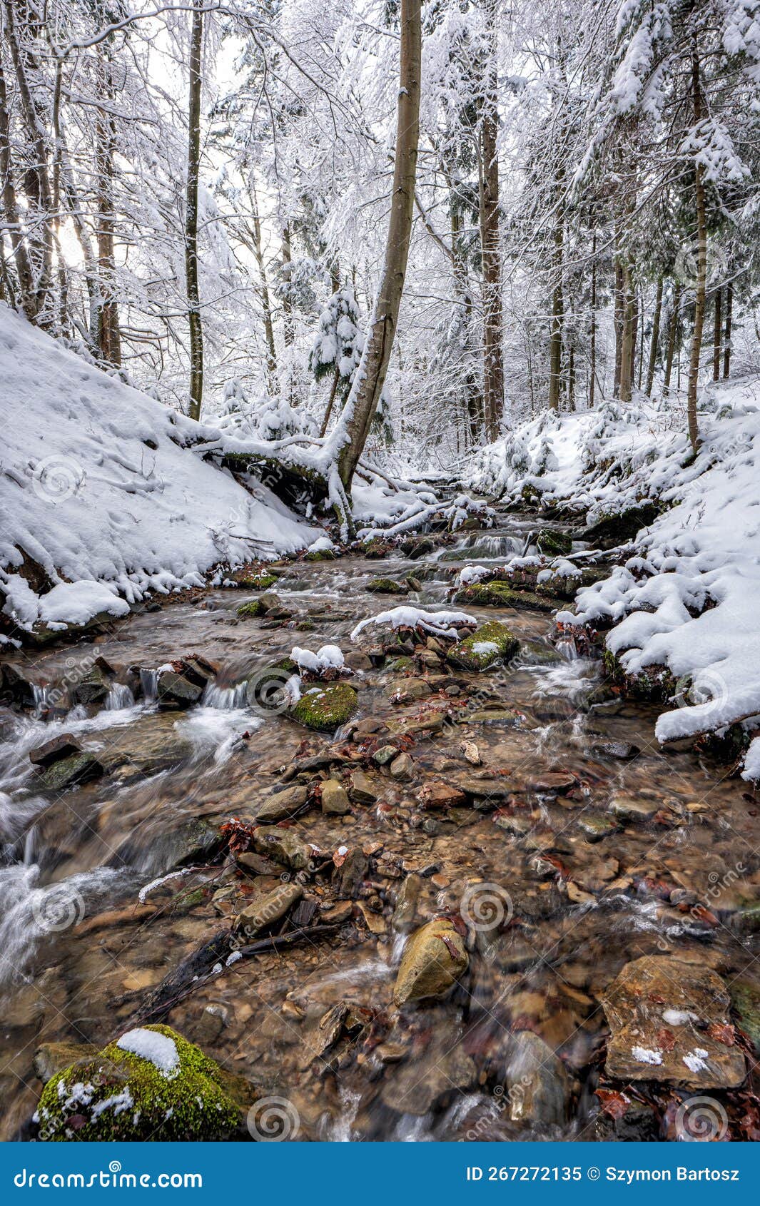 forest mountain stream in winter.