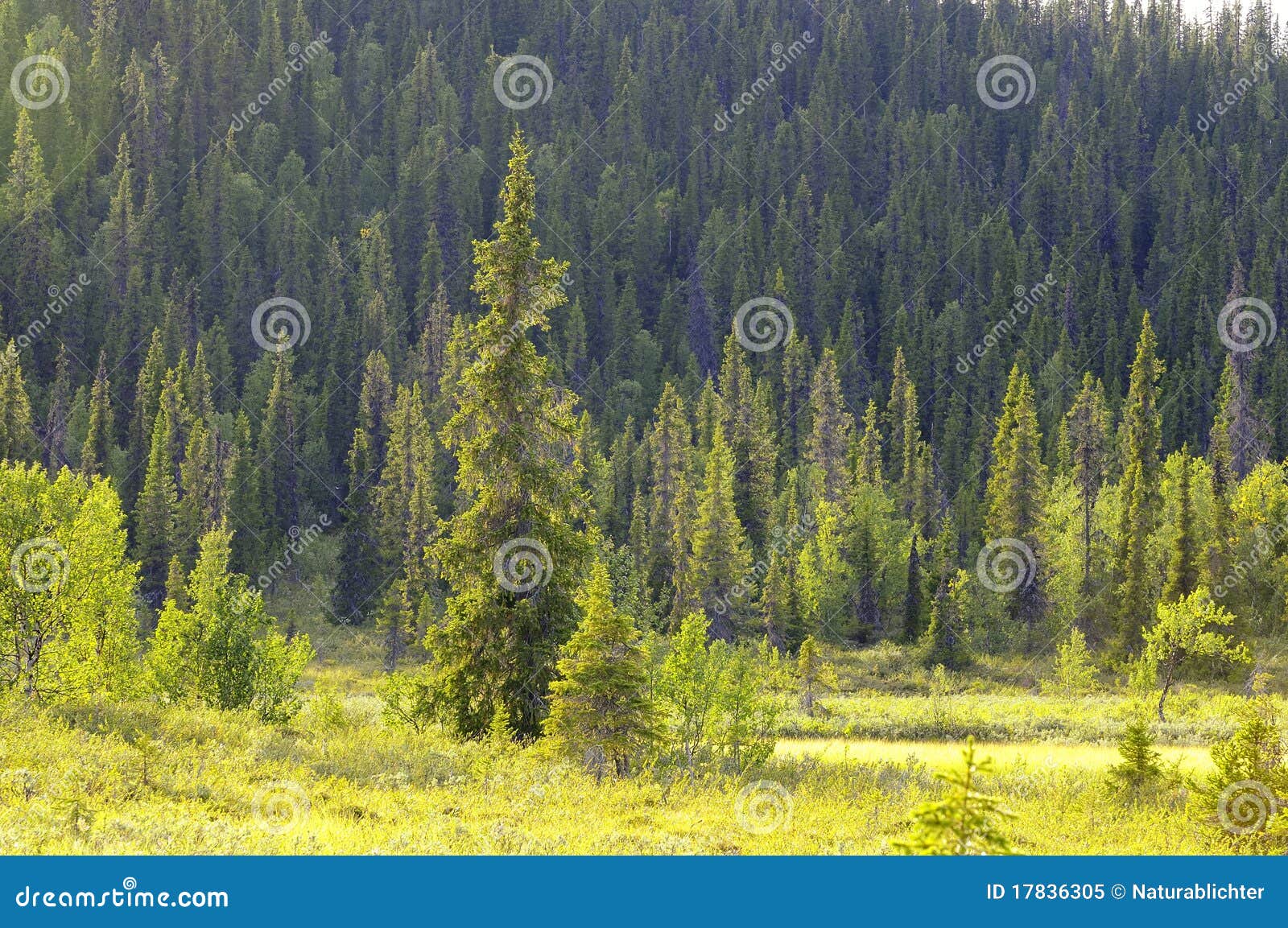 forest on mountainside