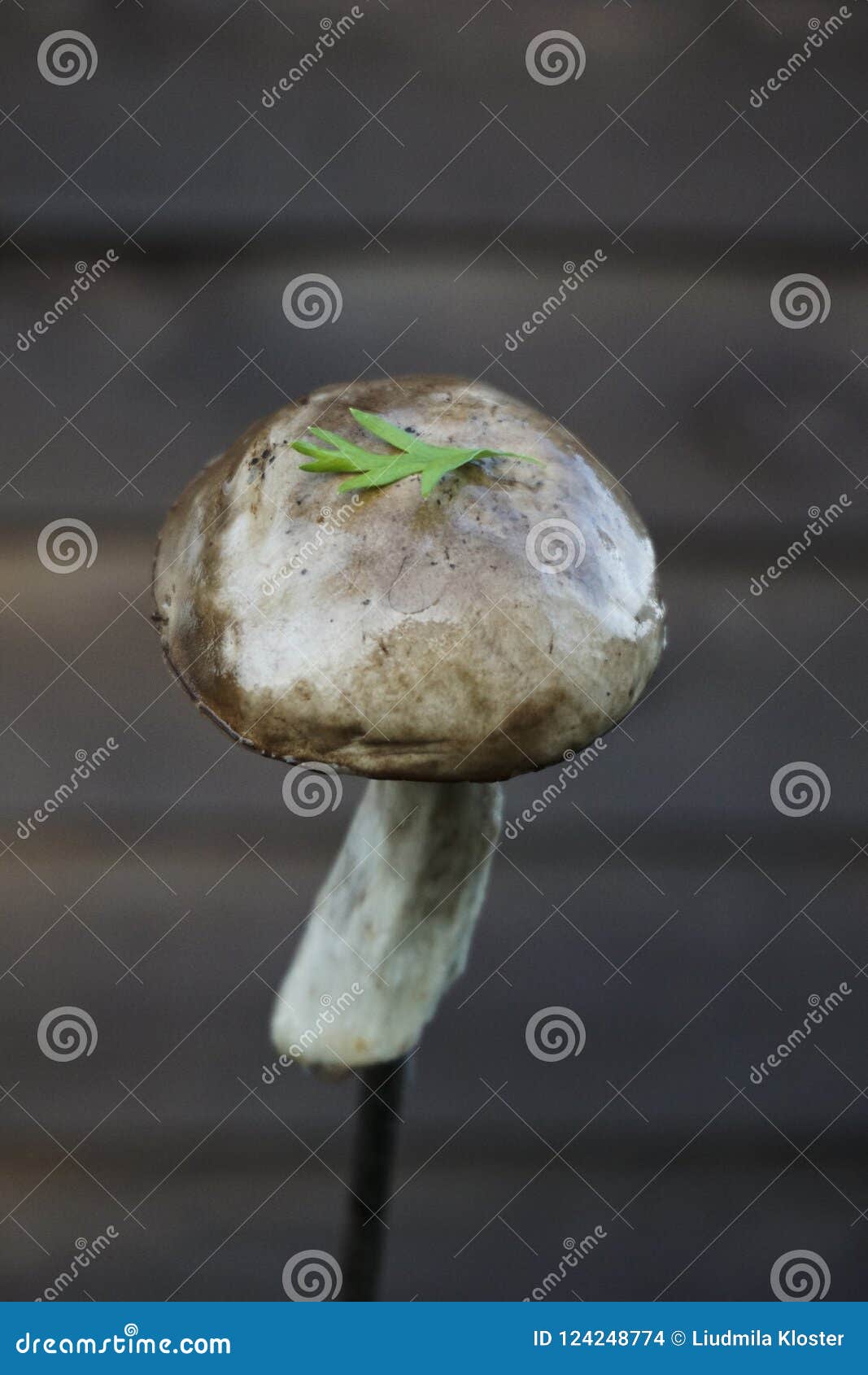 Edible Forest Mushrooms Growing Under Birches Stock Photo Image