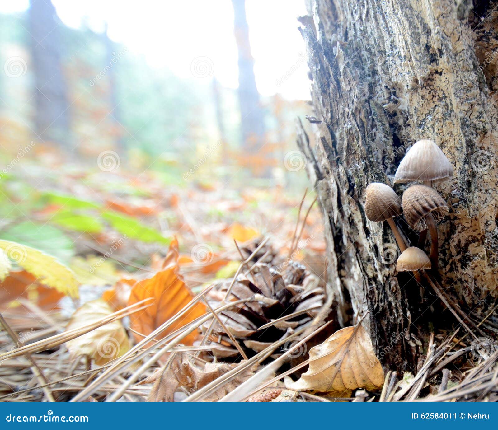 Forest Mushrooms Growing on a Dead Tree Stock Image Image of close