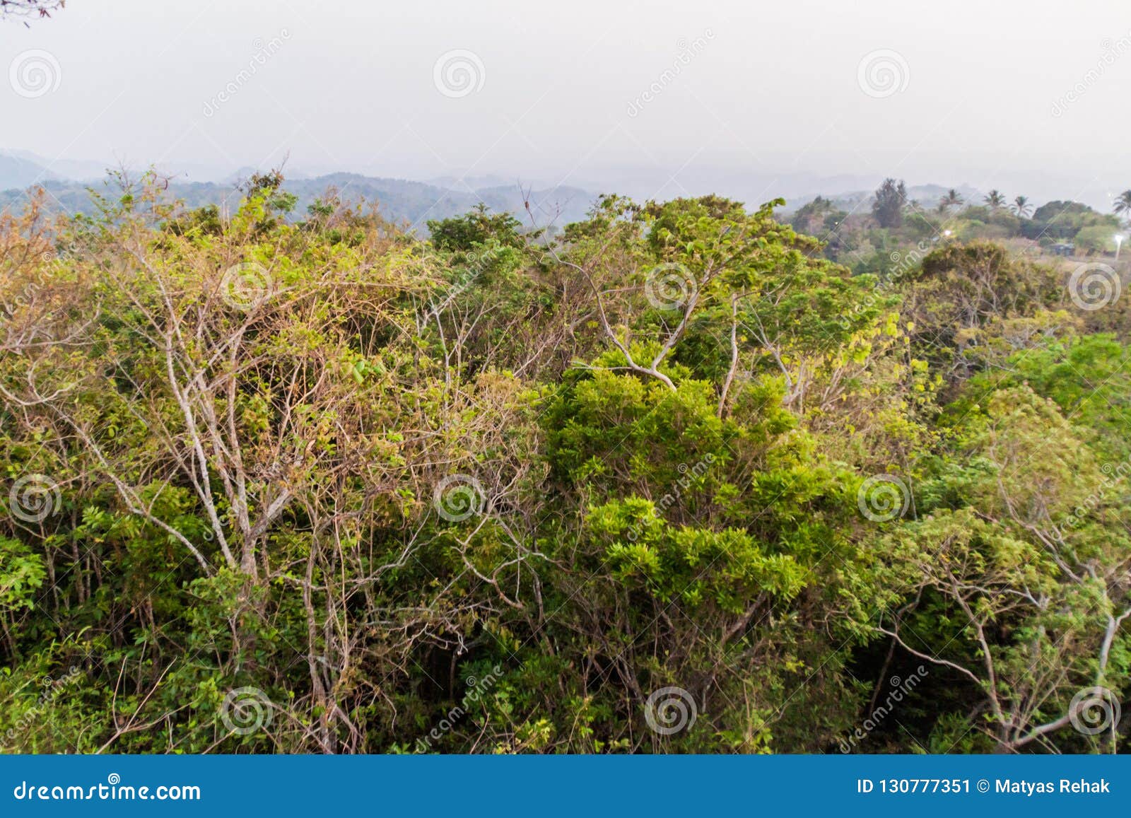 forest in national park el imposible, el salvad