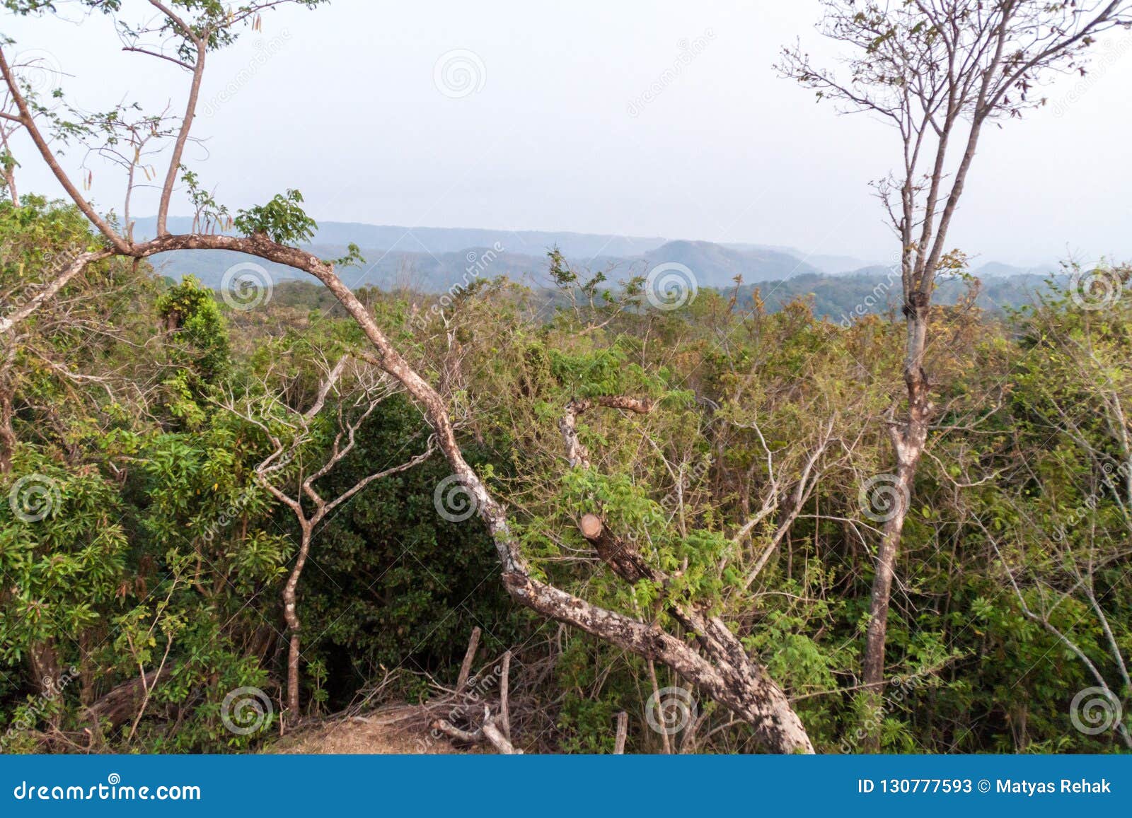 forest in national park el imposible, el salvad