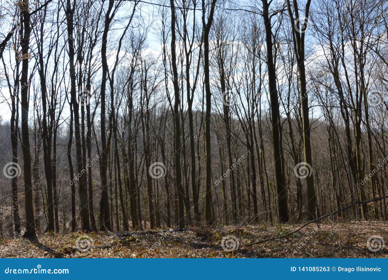the forest near the town lukavac