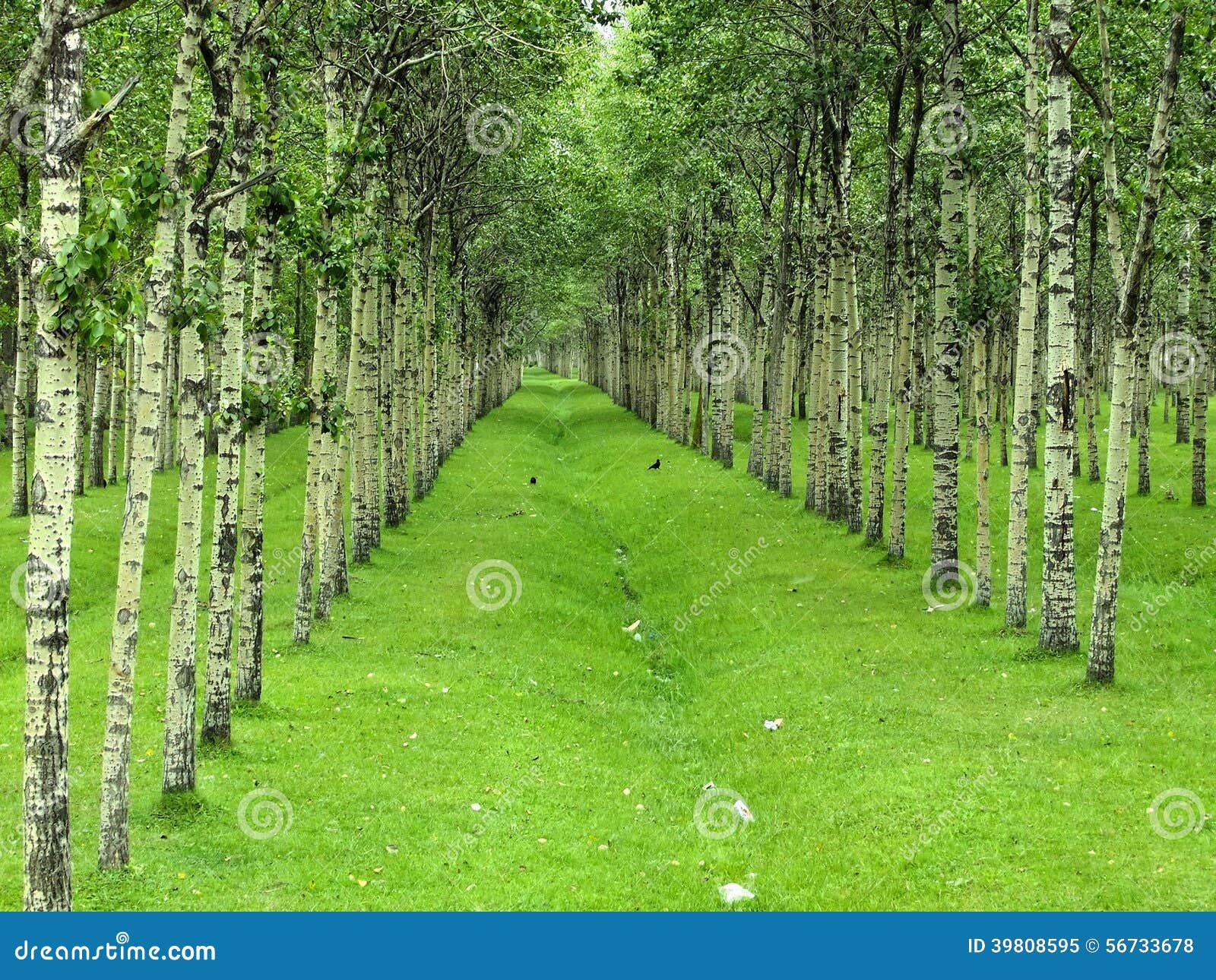 Forest stock image. Image of woodland, inset, nursery 39808595