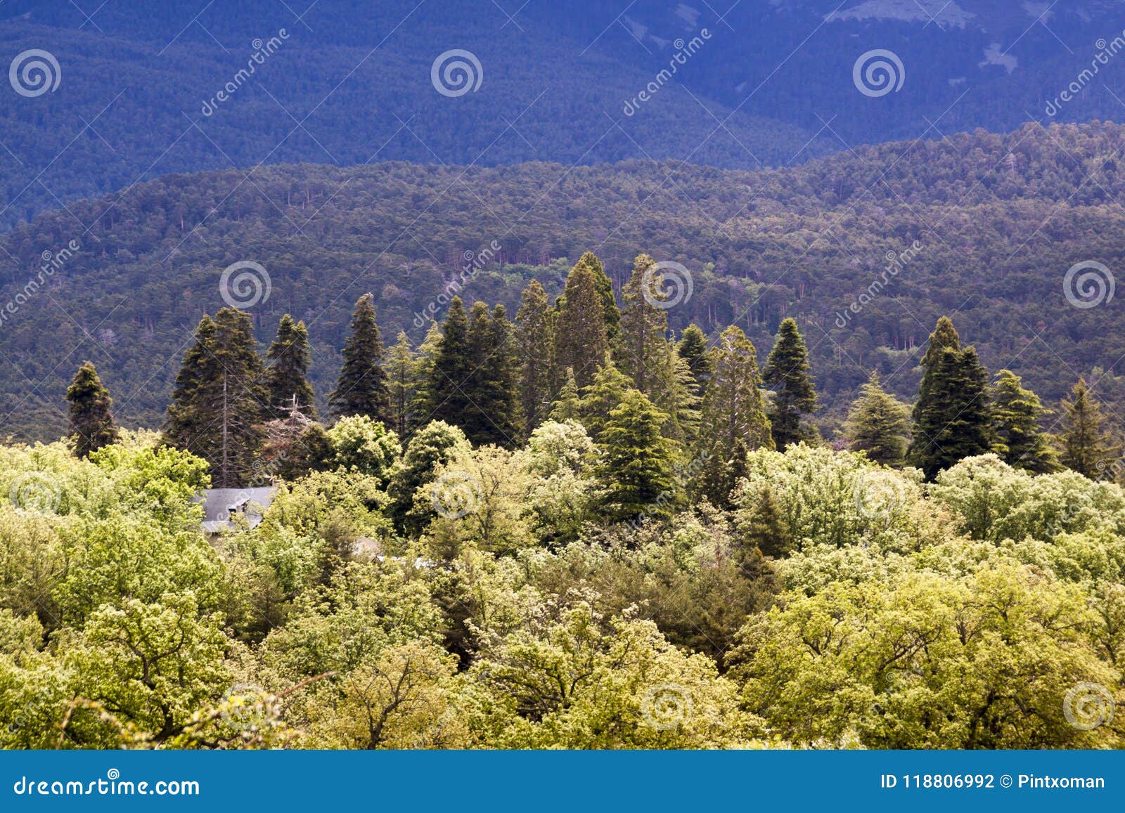 forest of oaks, pines and firs in sierra de guadarrama