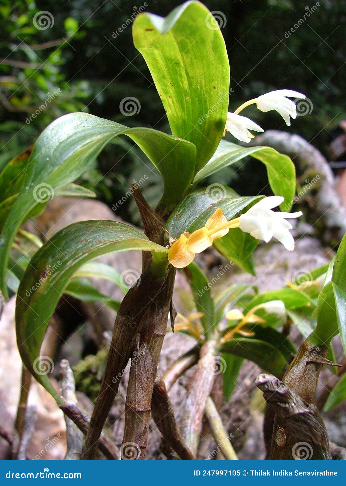 forest orchid species growing in the dumbara range