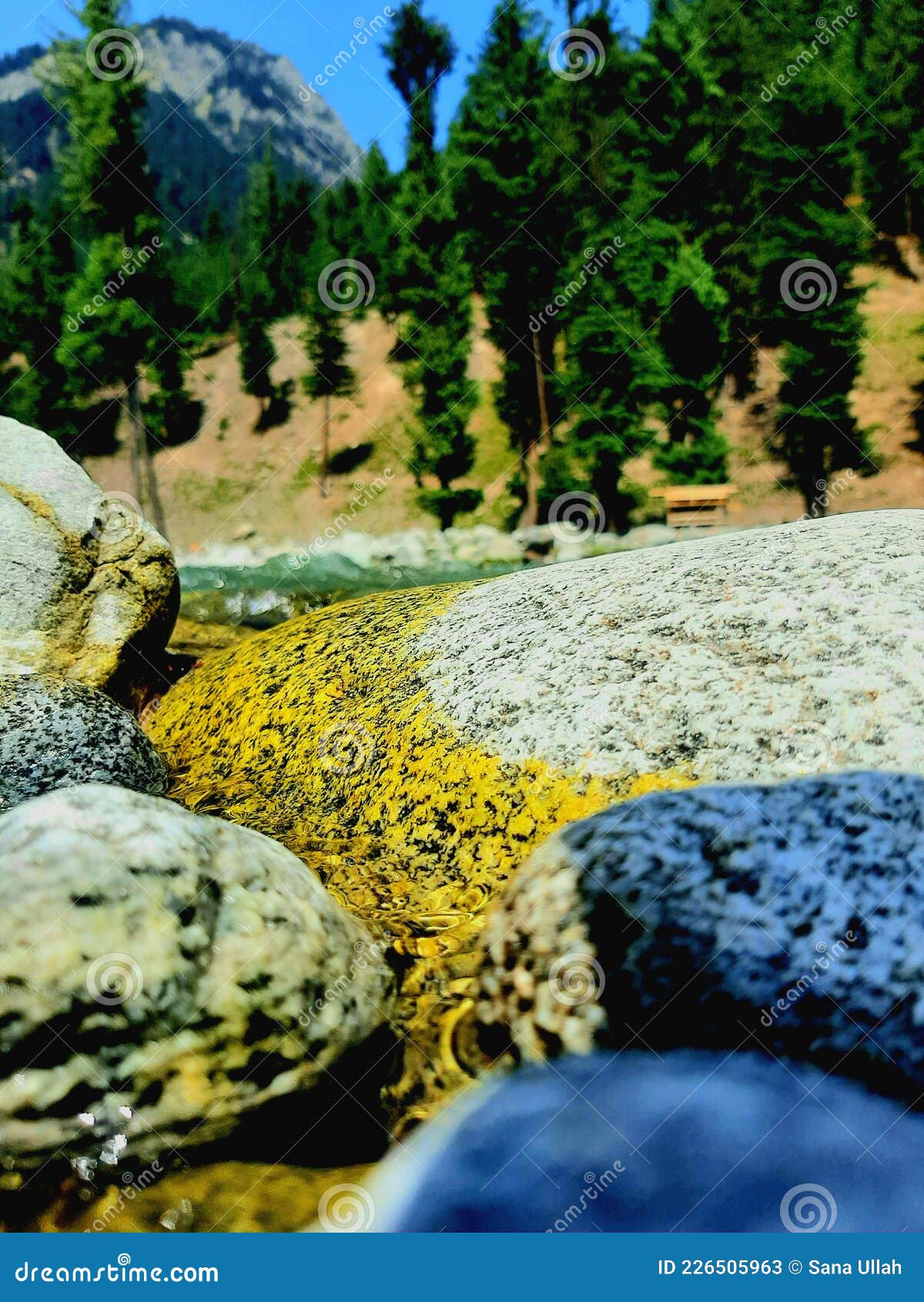 Forest of pakistan stock image. Image of yellow, forest - 226505963