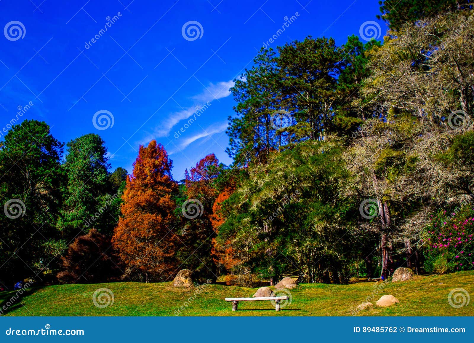 Forest Park stockfoto. Bild von landschaft, tropisch - 89485762