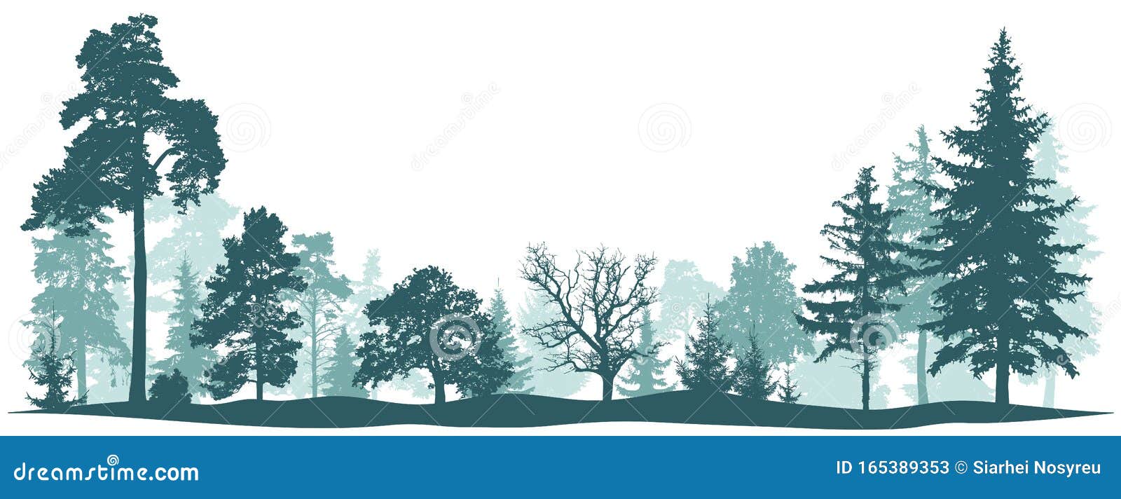forest park tree background. nature landscape. green conifers. pine fir new year tree.  silhouette