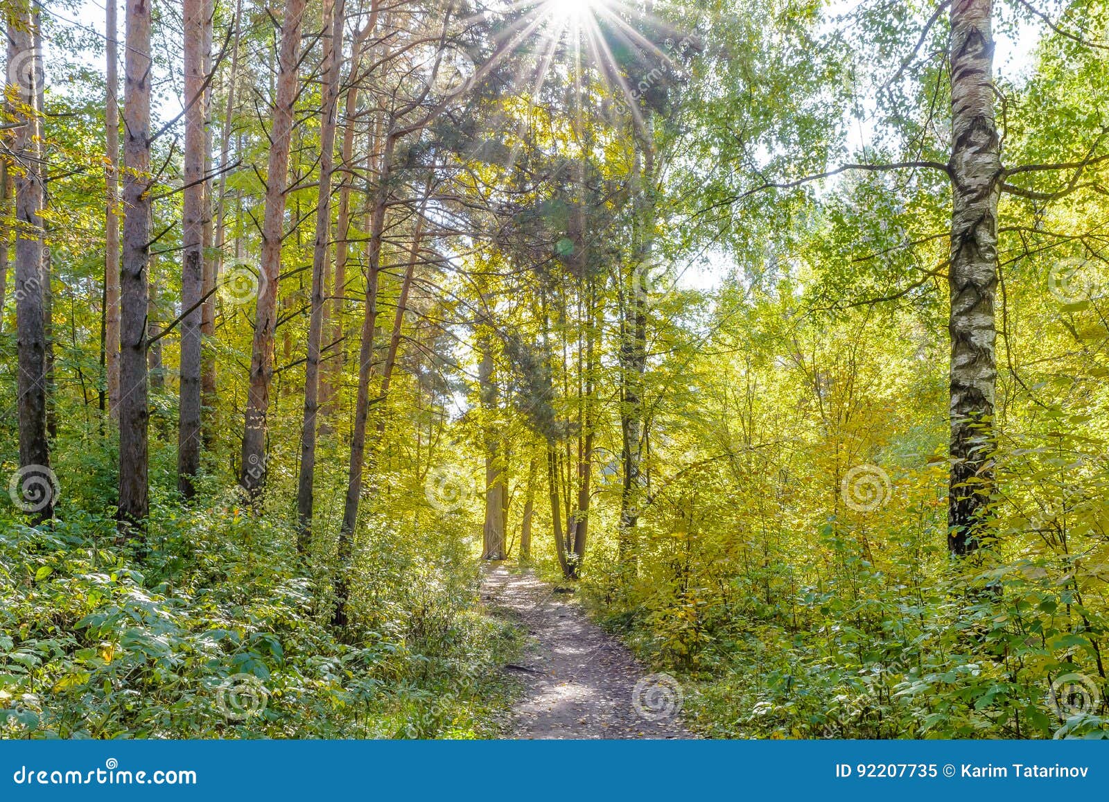 Forest Path Stock Image Image Of Pine Forest Woods 92207735