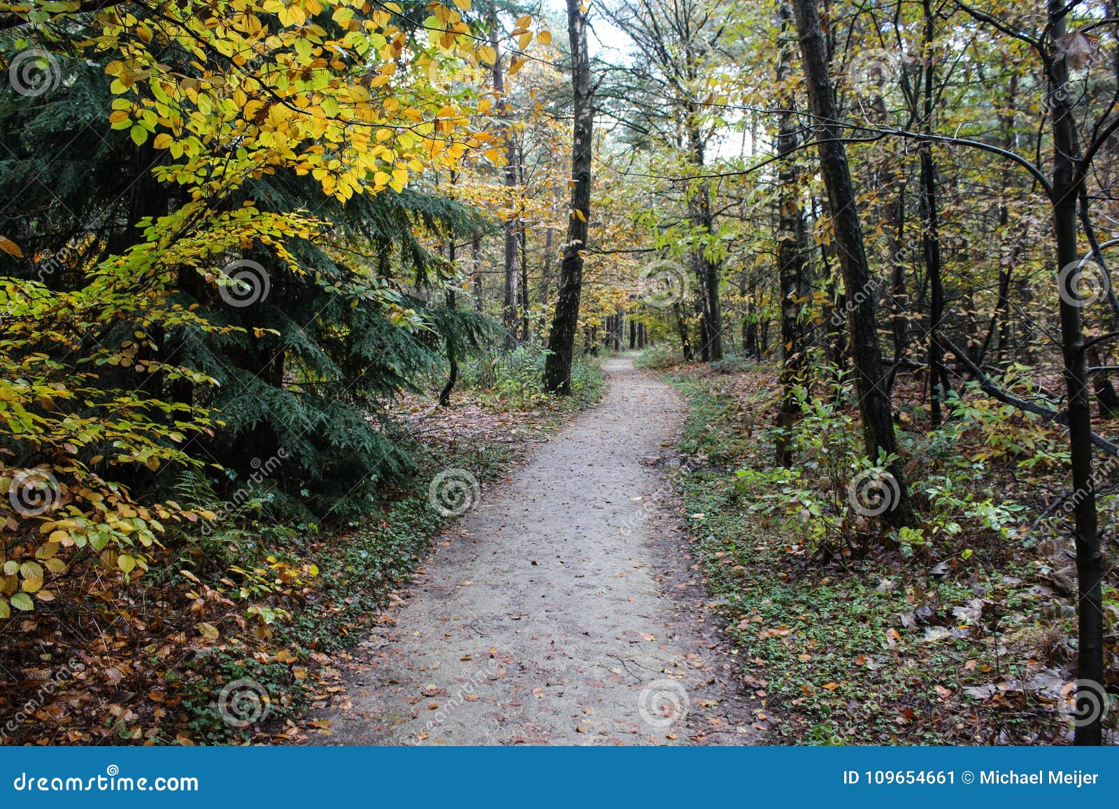 Forest Path in Autumn, National Park the Veluwe in the Netherlands ...