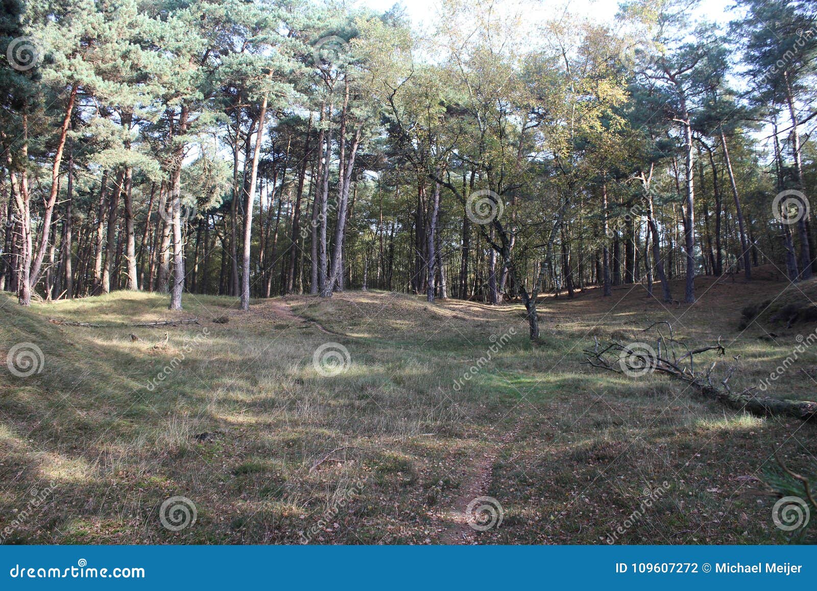 forest path in autumn, utrechtse heuvelrug in the netherlands