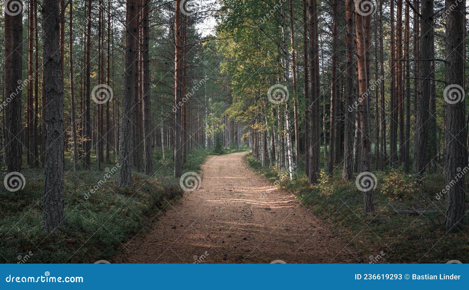 forest with path at lake siljan in dalarna, sweden