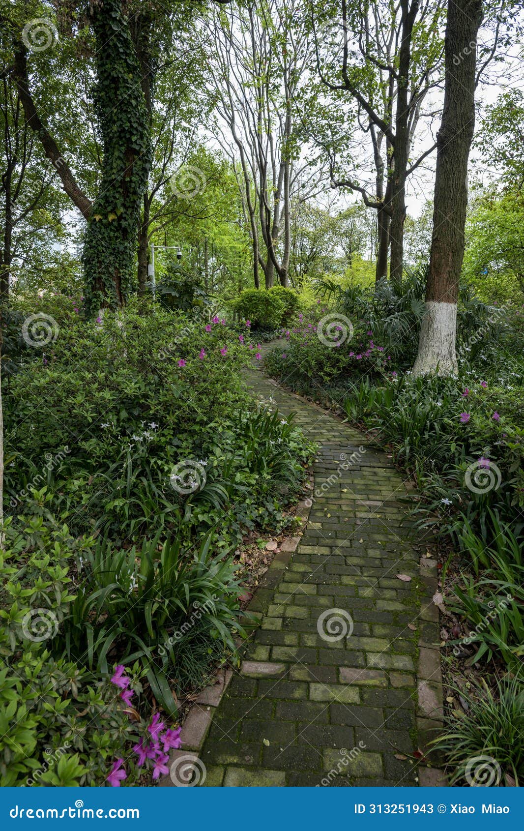 the forest path in the park