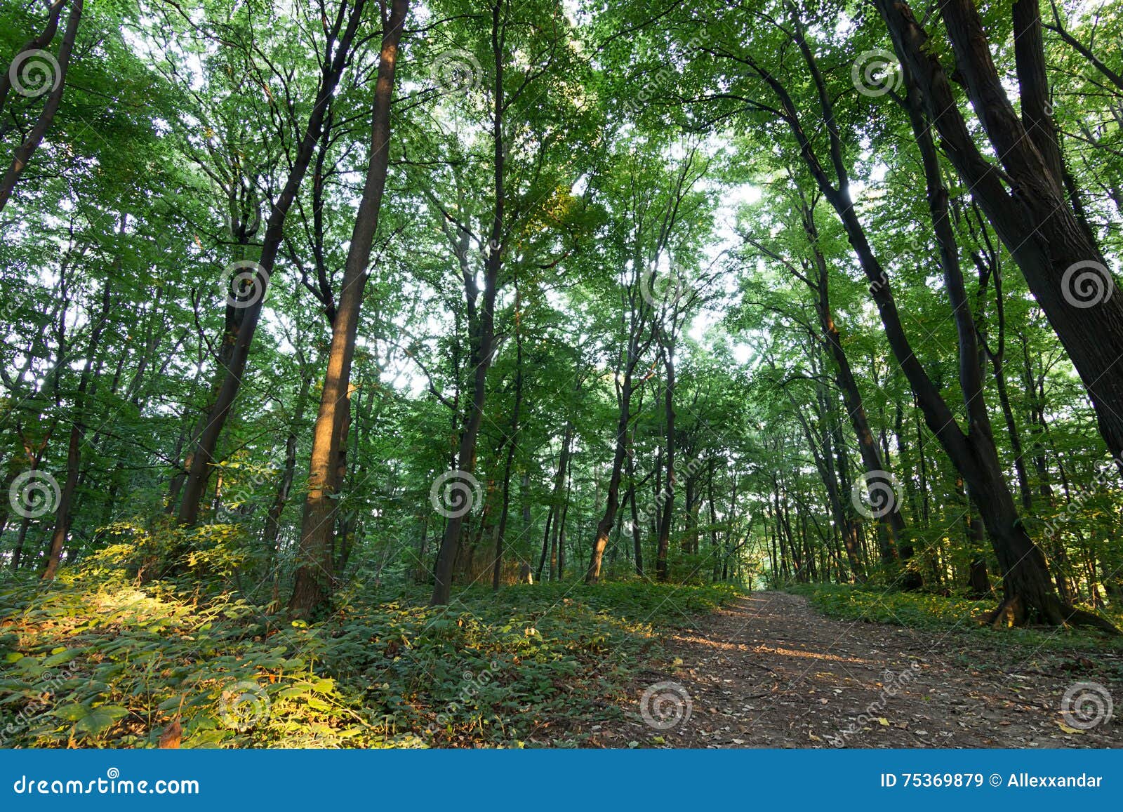 forest path summer forest with green leafs pathway through the summer forest trees woods. sunlight in forest. summer nature. envi