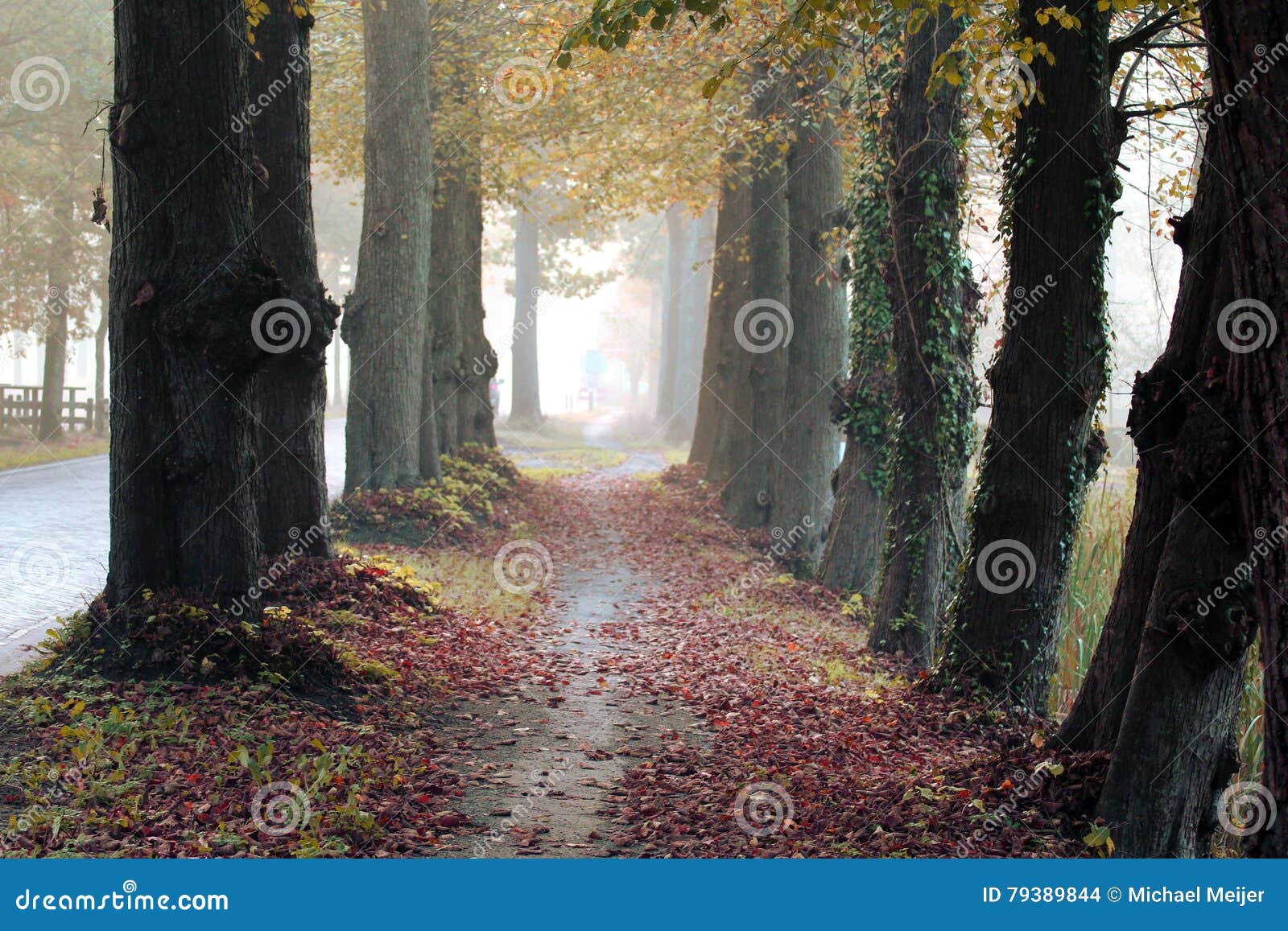 forest path surrounded with oaks trees