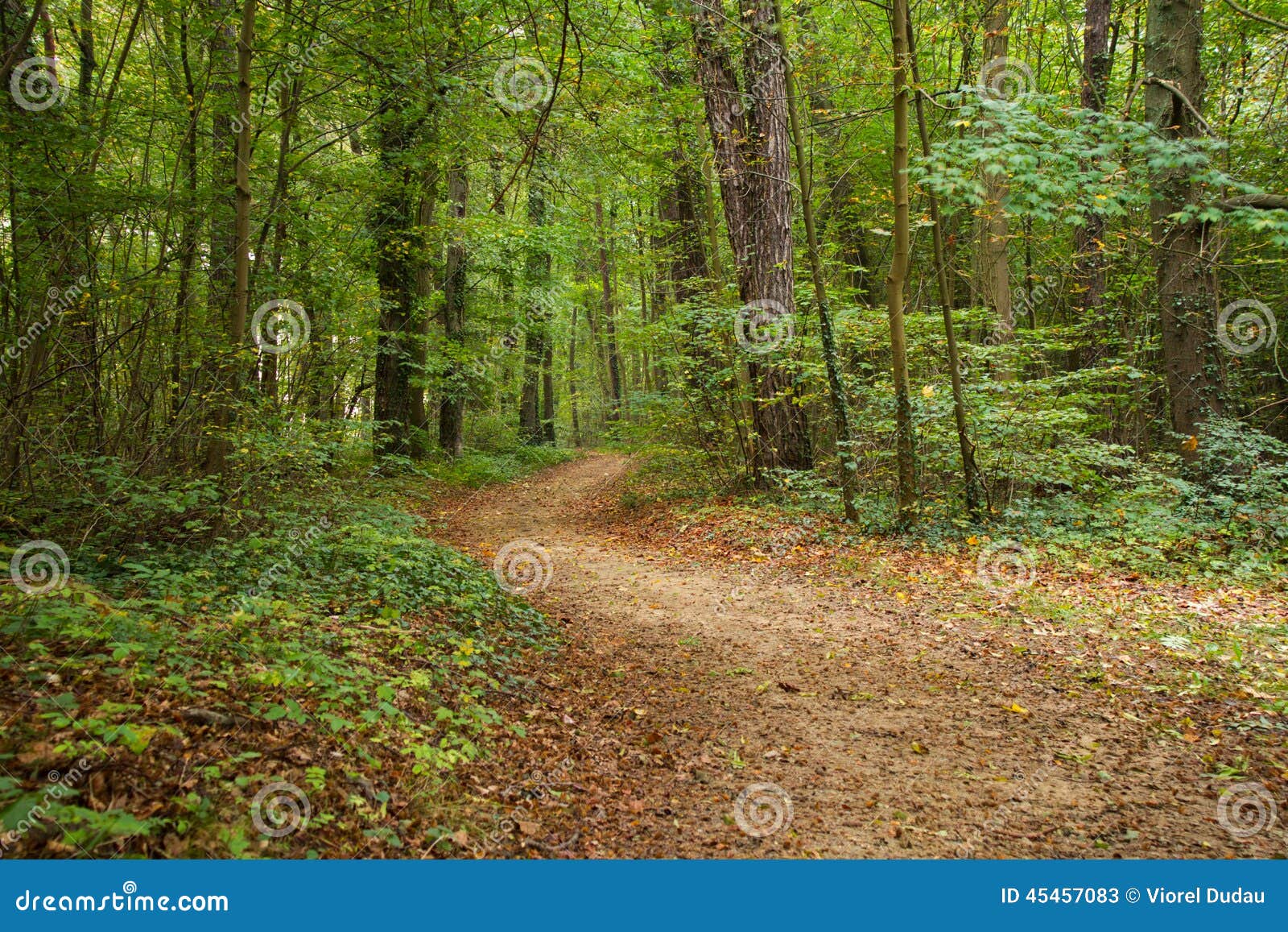 forest path