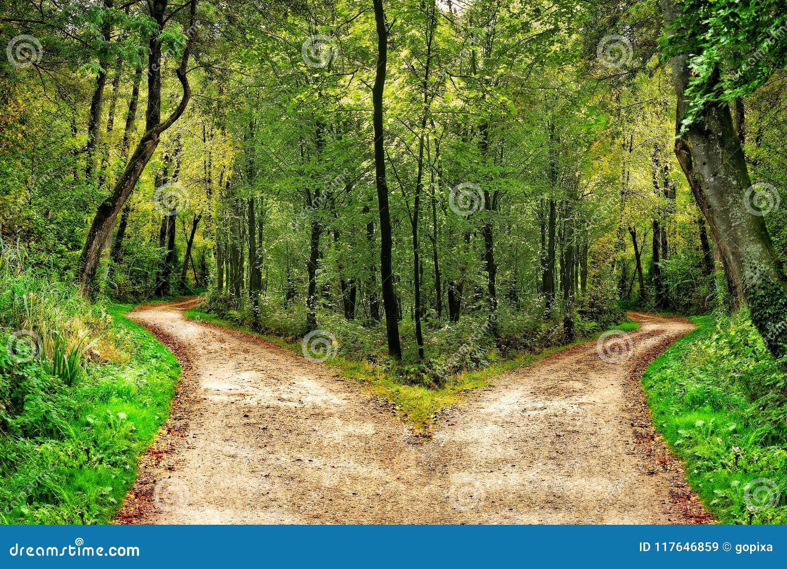 Forest with Paths in Two Directions Stock Image Image of election