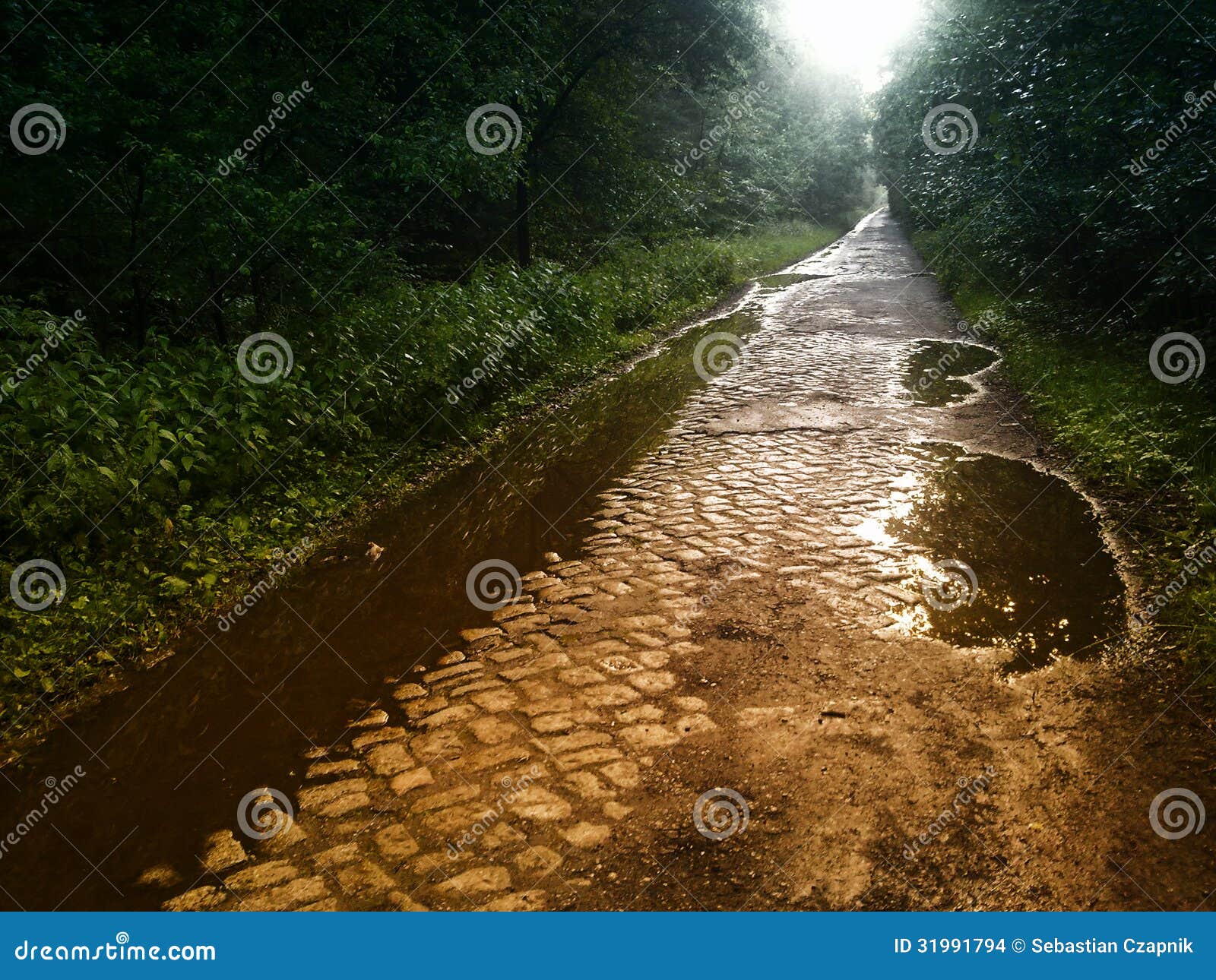 forest paved path