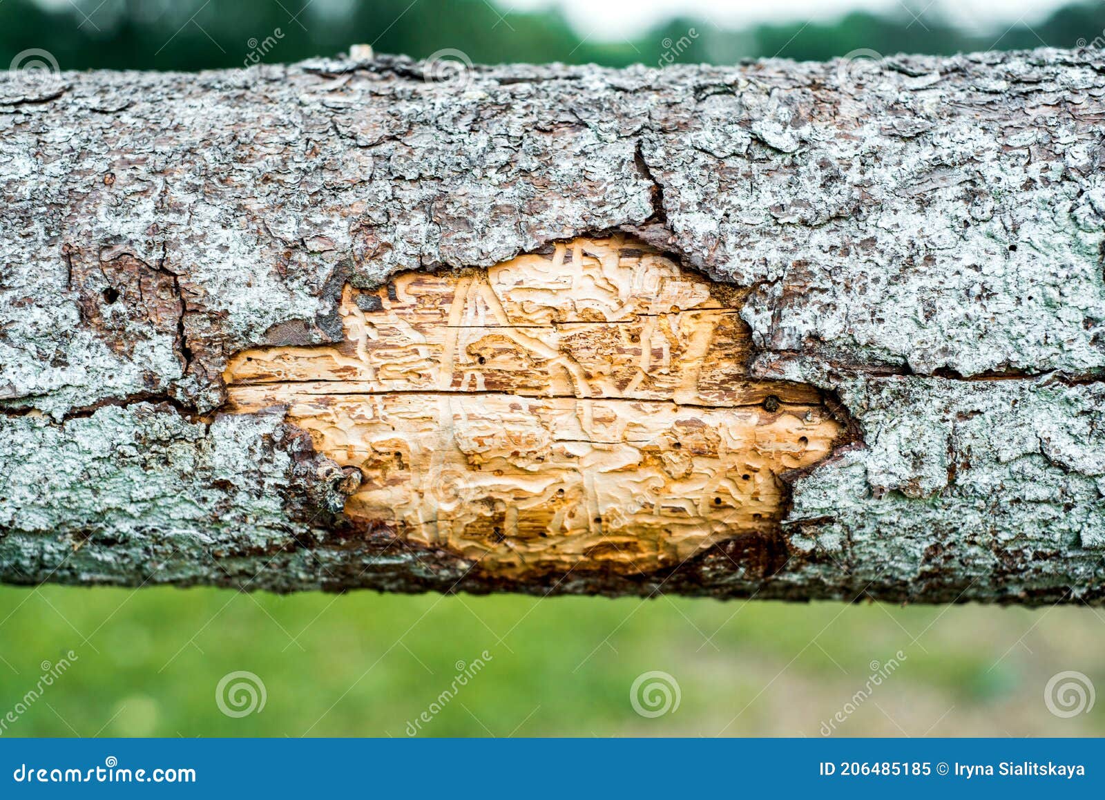 forest pests, diseased tree. macro texture.spruce pine tree bark beetle tunnels infection bark close-up