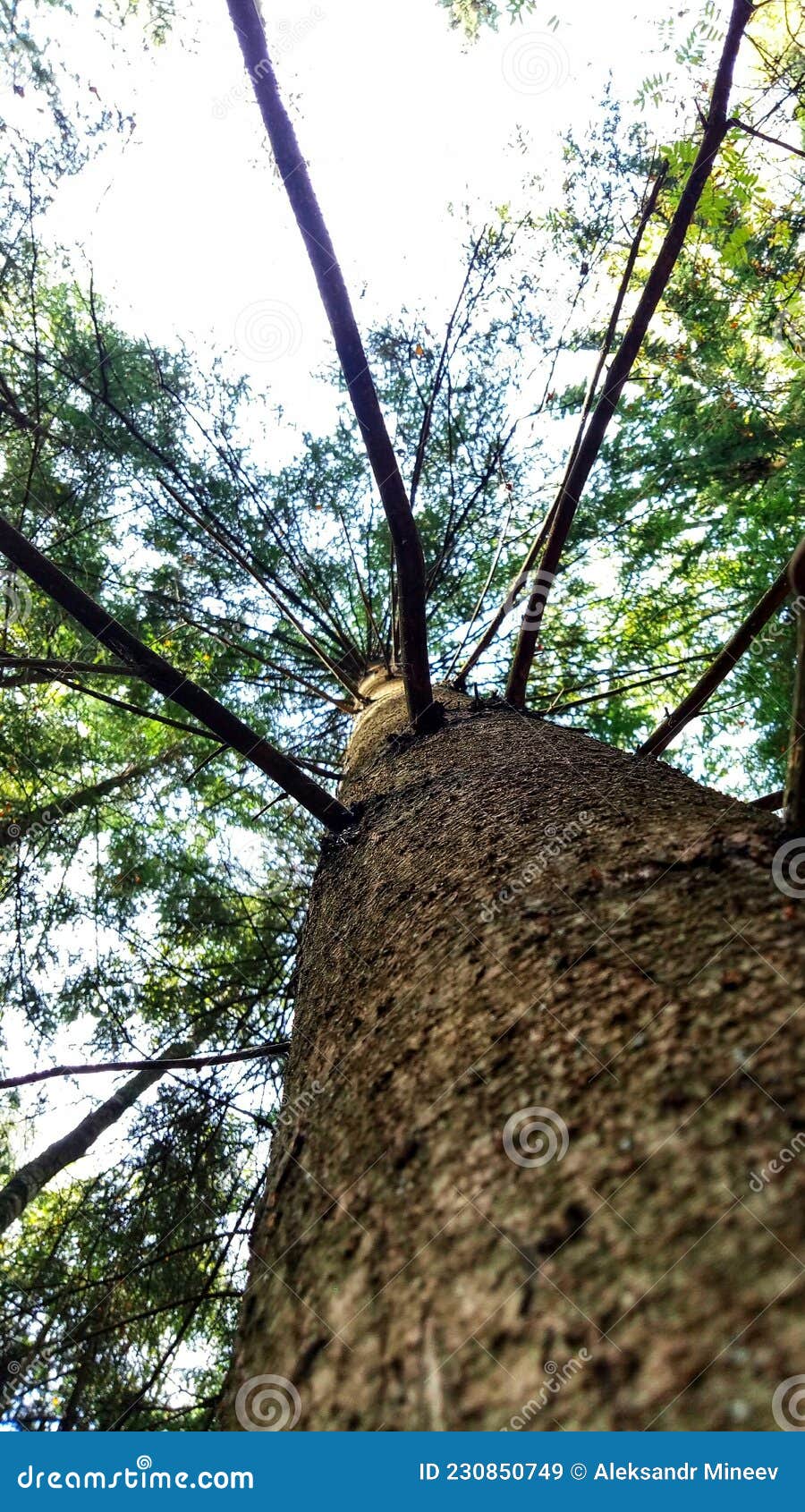 forest pine tree