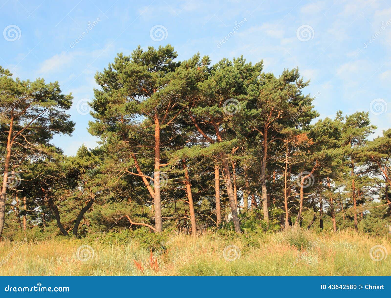 Forest of Pine Trees and Wild Leymus Weed Stock Photo Image of blue
