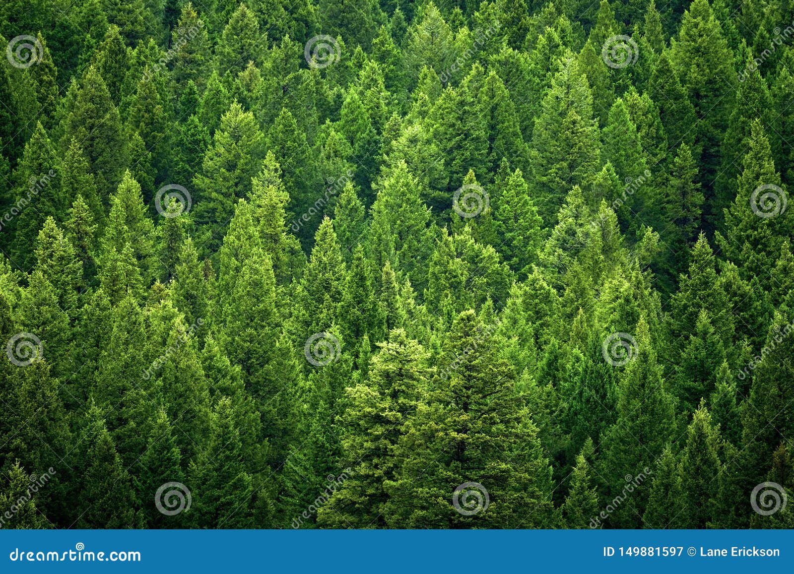 forest of pine trees in wilderness mountains rugged