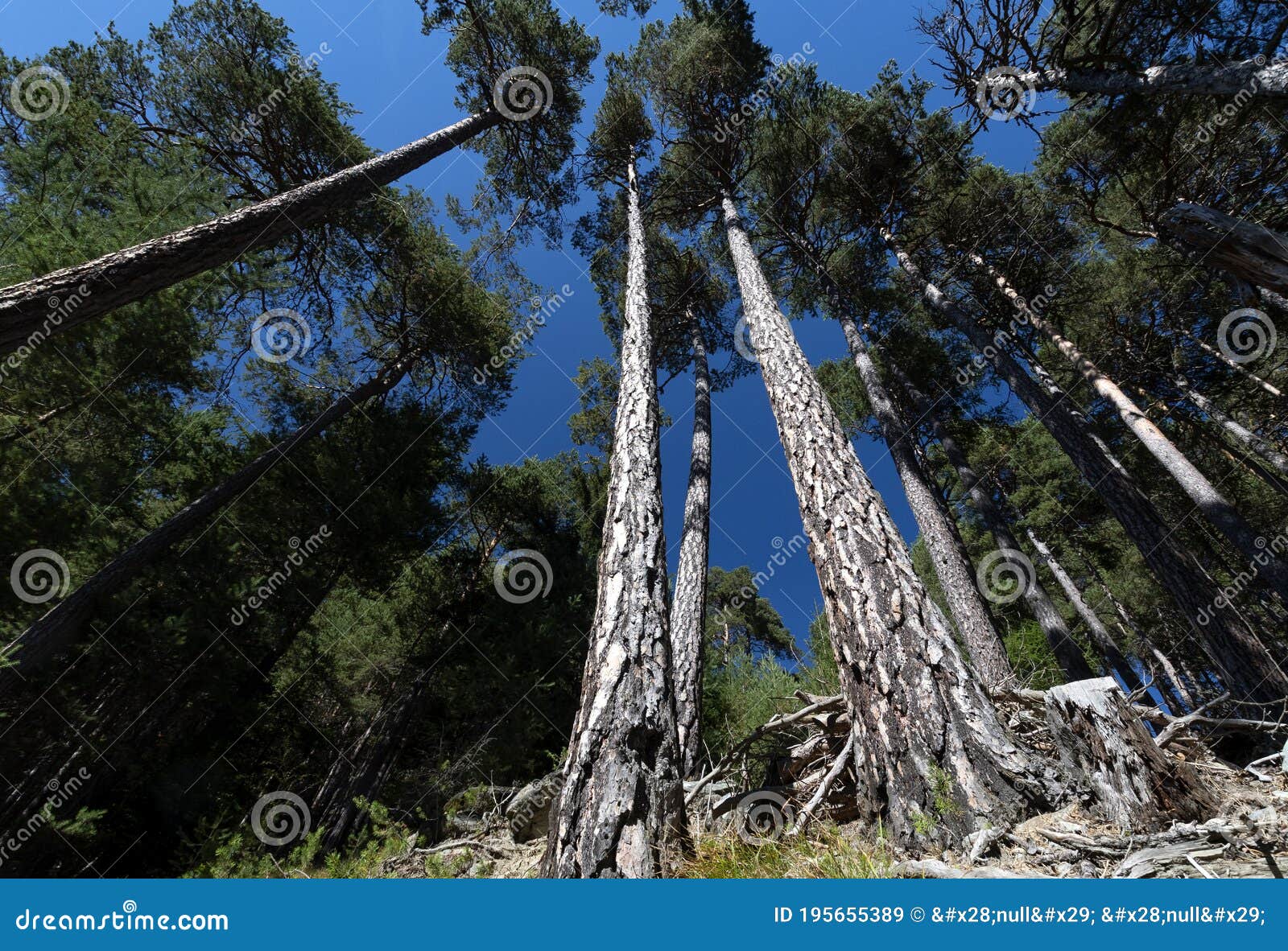 forest of pino silvestre near brusson, val d`ayas