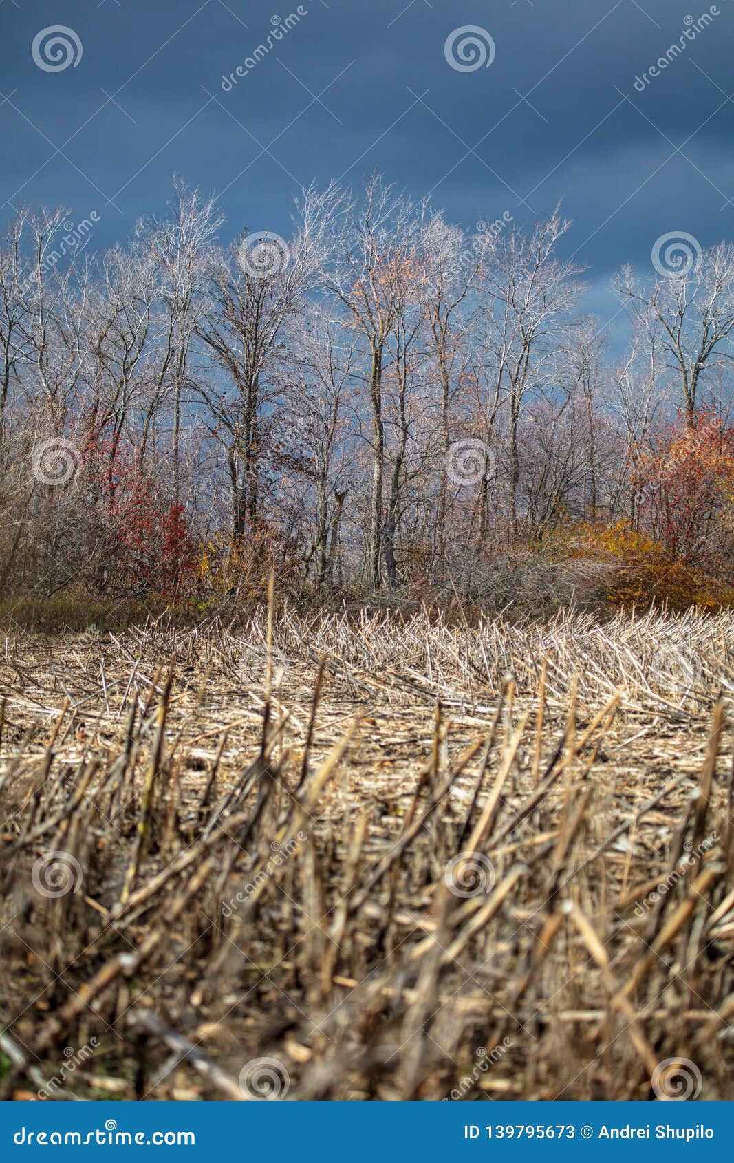 Forest Plantation in the Field in the Fall and Dark Clouds Stock Image