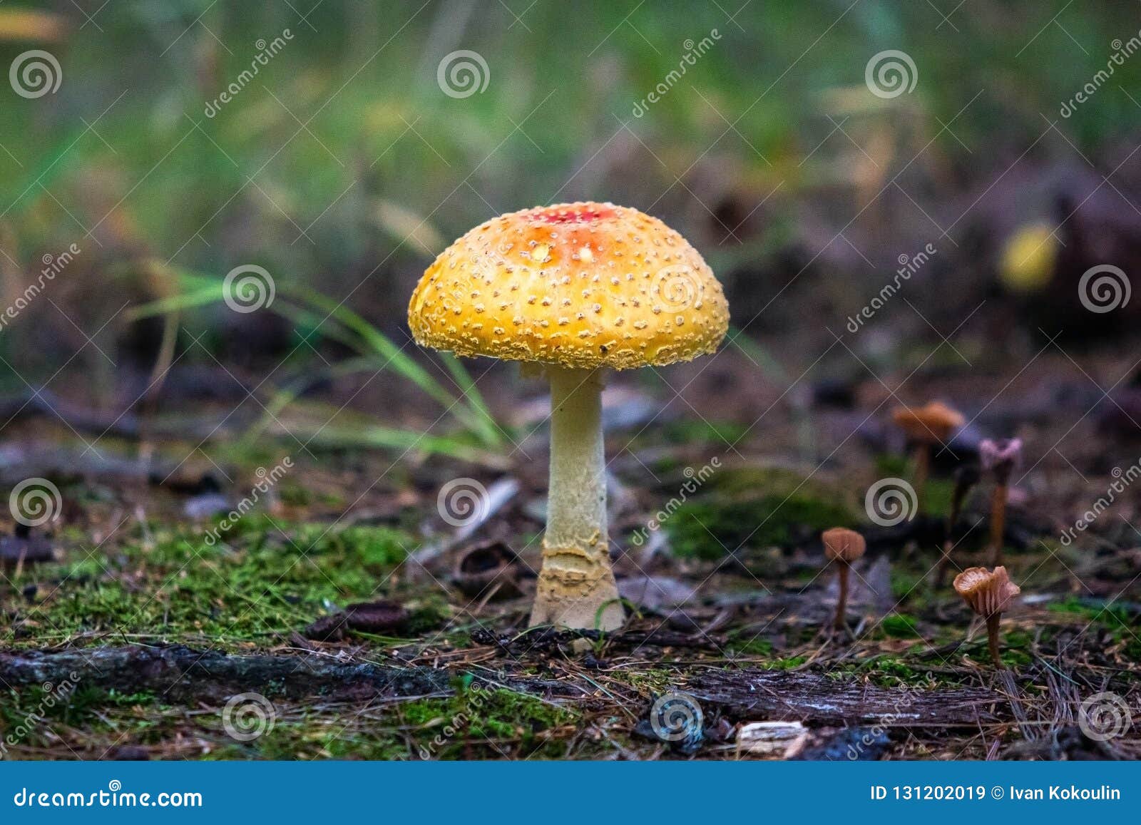 Forest Poisoning Mushroom Close Up on Ground Stock Image Image of