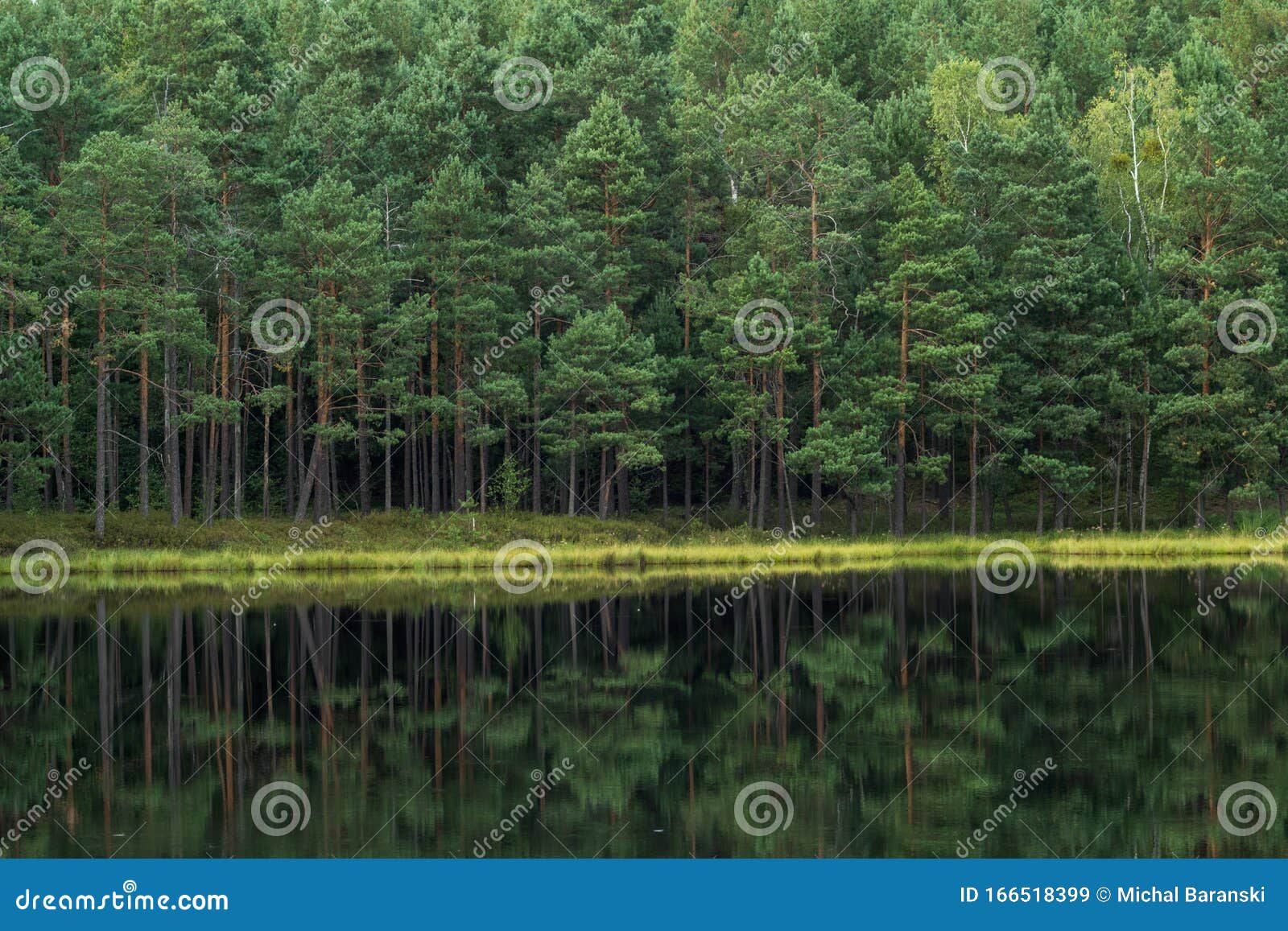 forest reflection in calm water of dystrophic lake