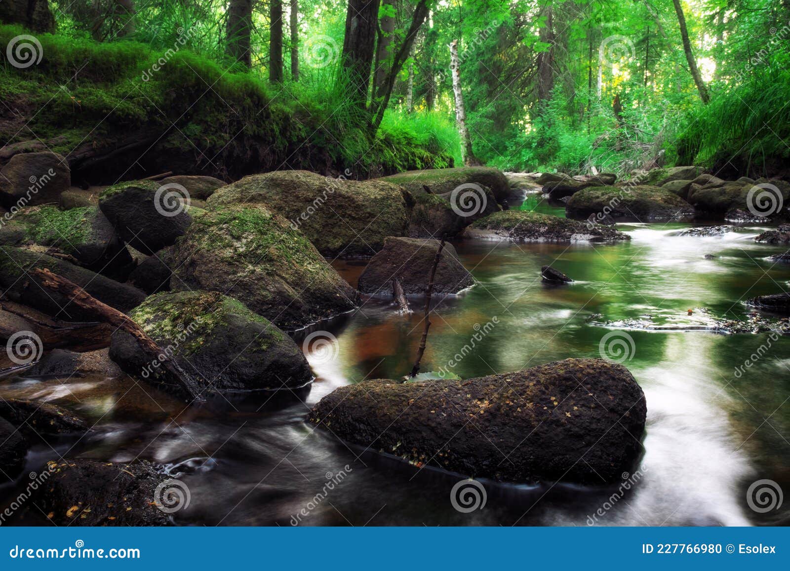 Forest River Creek Water Flow. Beautiful Landscape Stock Photo Image