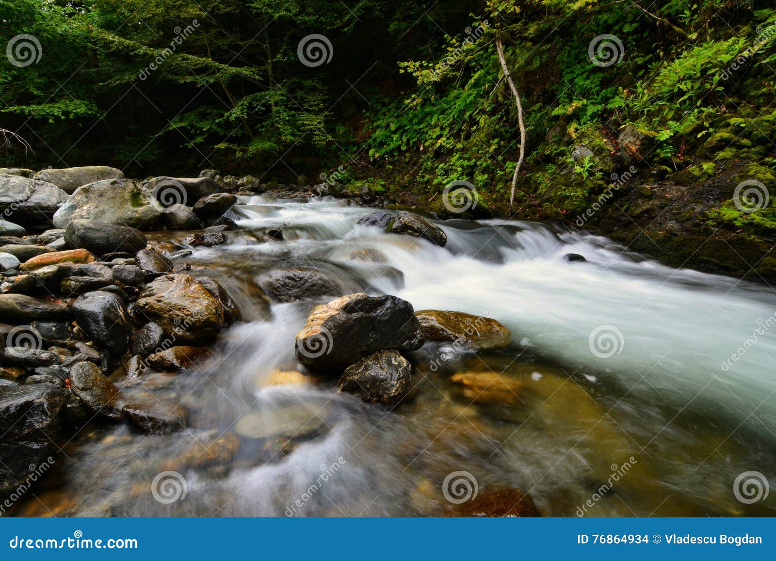 forest river flowing