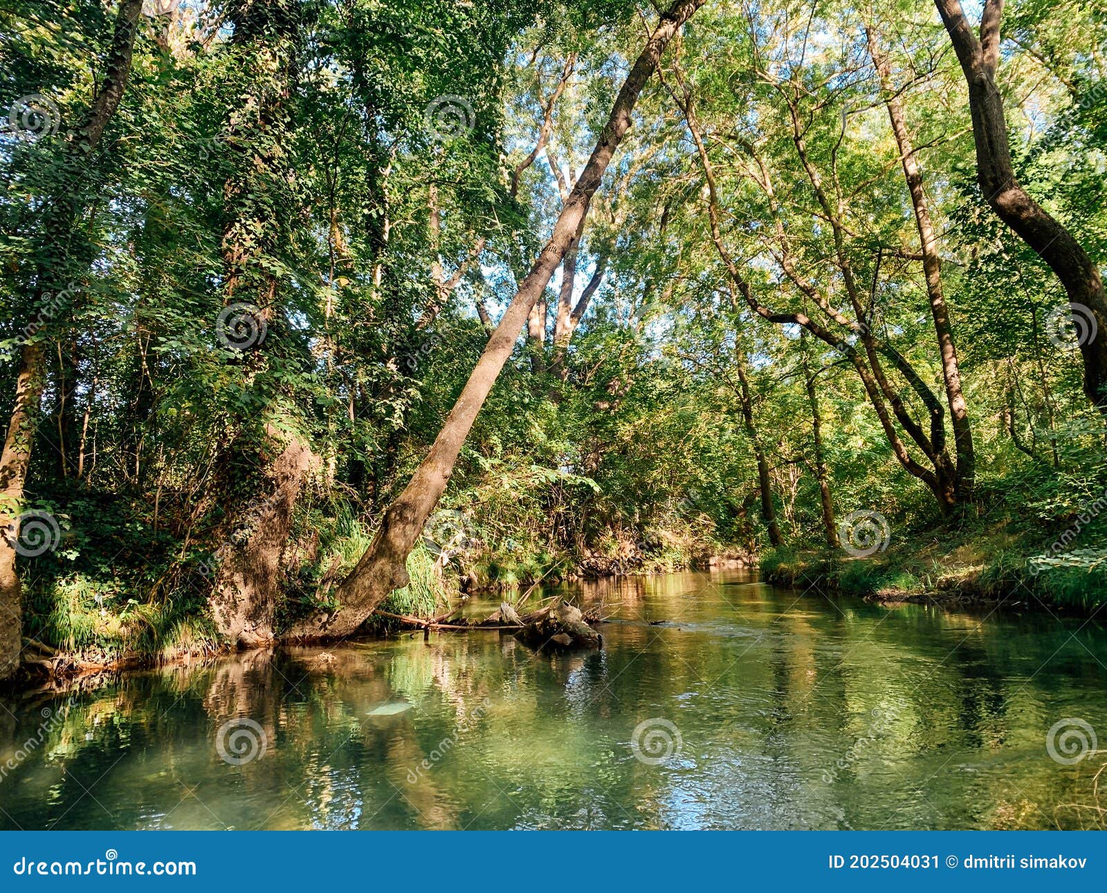 Beautiful Forest River and Green Forest Landscape Stock Image - Image ...