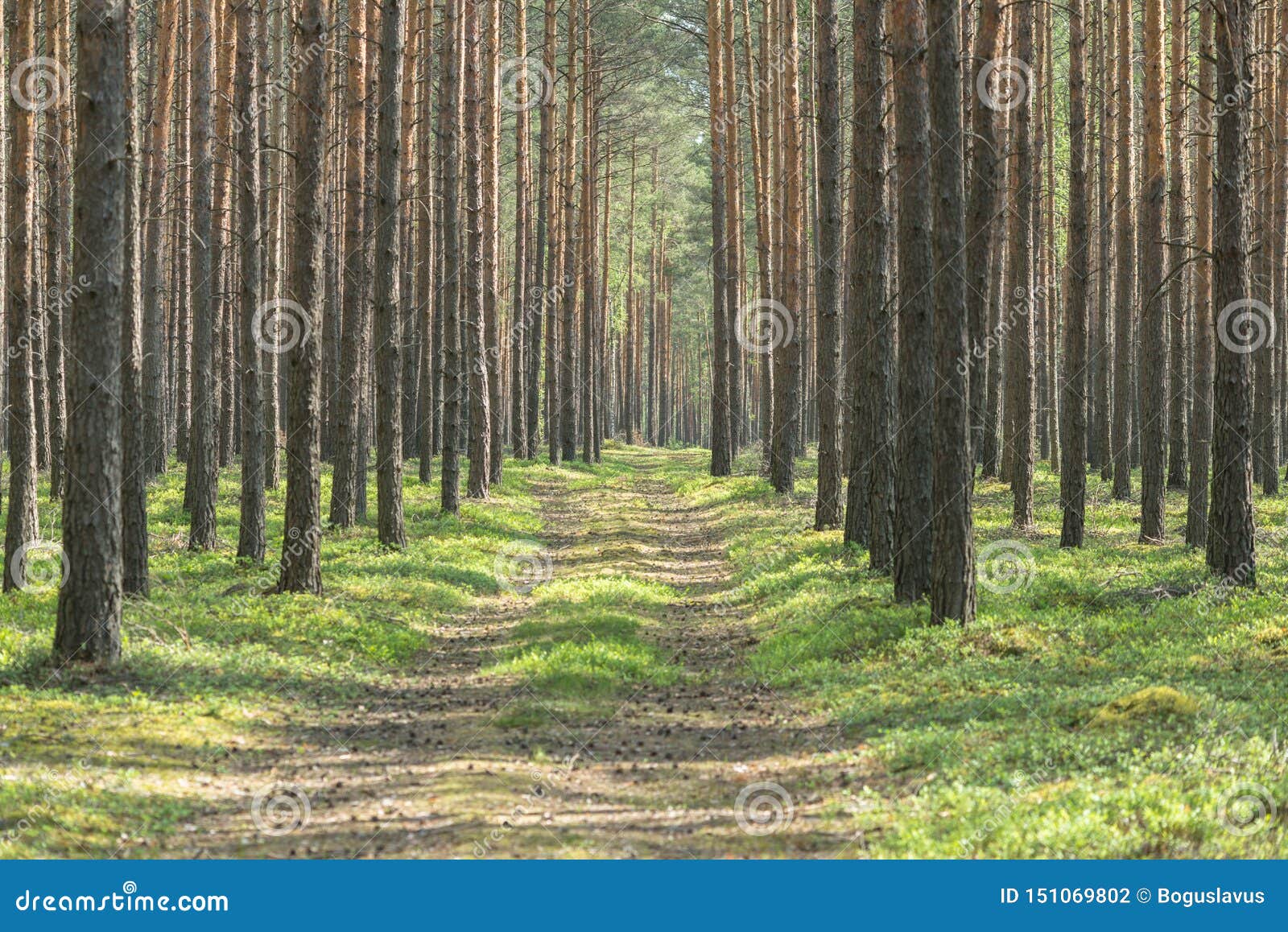 A Forest Road through a Spruce Forest. Stock Photo Image of pine, rough 151069802