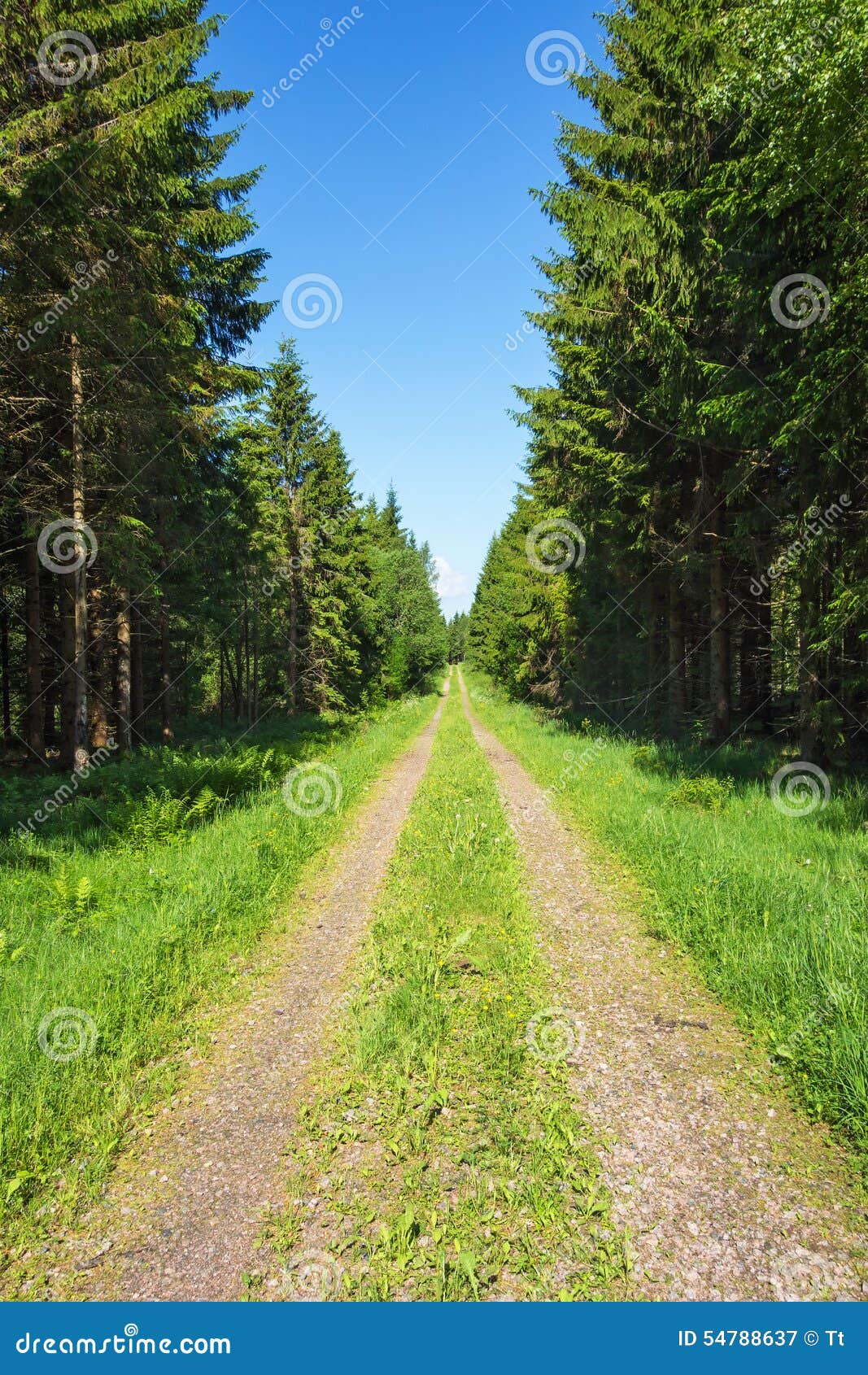 Forest Road with Spruce Trees Lined Stock Image Image of nature, rural 54788637