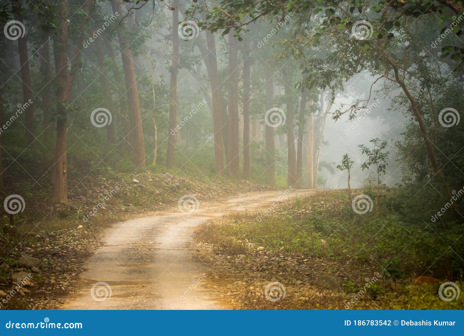 beautiful forest road in dense winter fog.