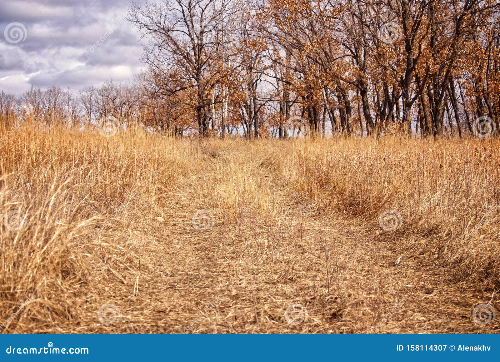 Forest Road through Yellow Grass Against a Background of Beautiful Grey  Clouds Stock Image - Image of foliage, nature: 158114307