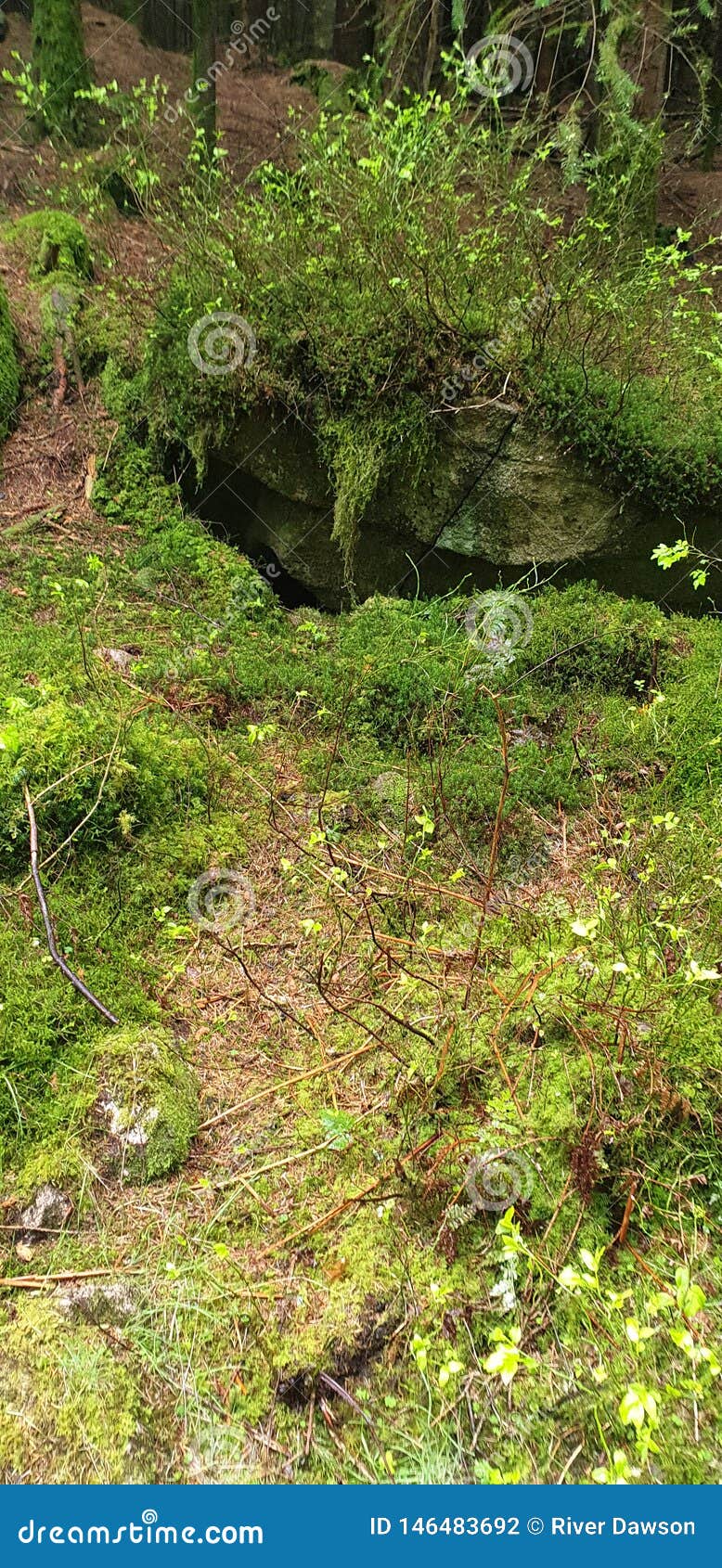 The Forest at Dalbeattie stock photo. Image of runs 146483692