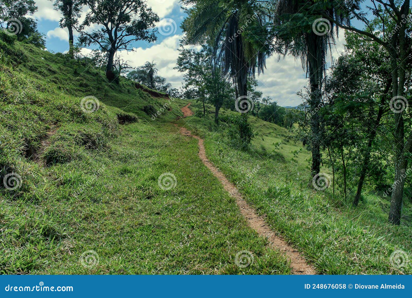 forest in the rural region of jardim das oliveiras, with many trees and beautiful paths.